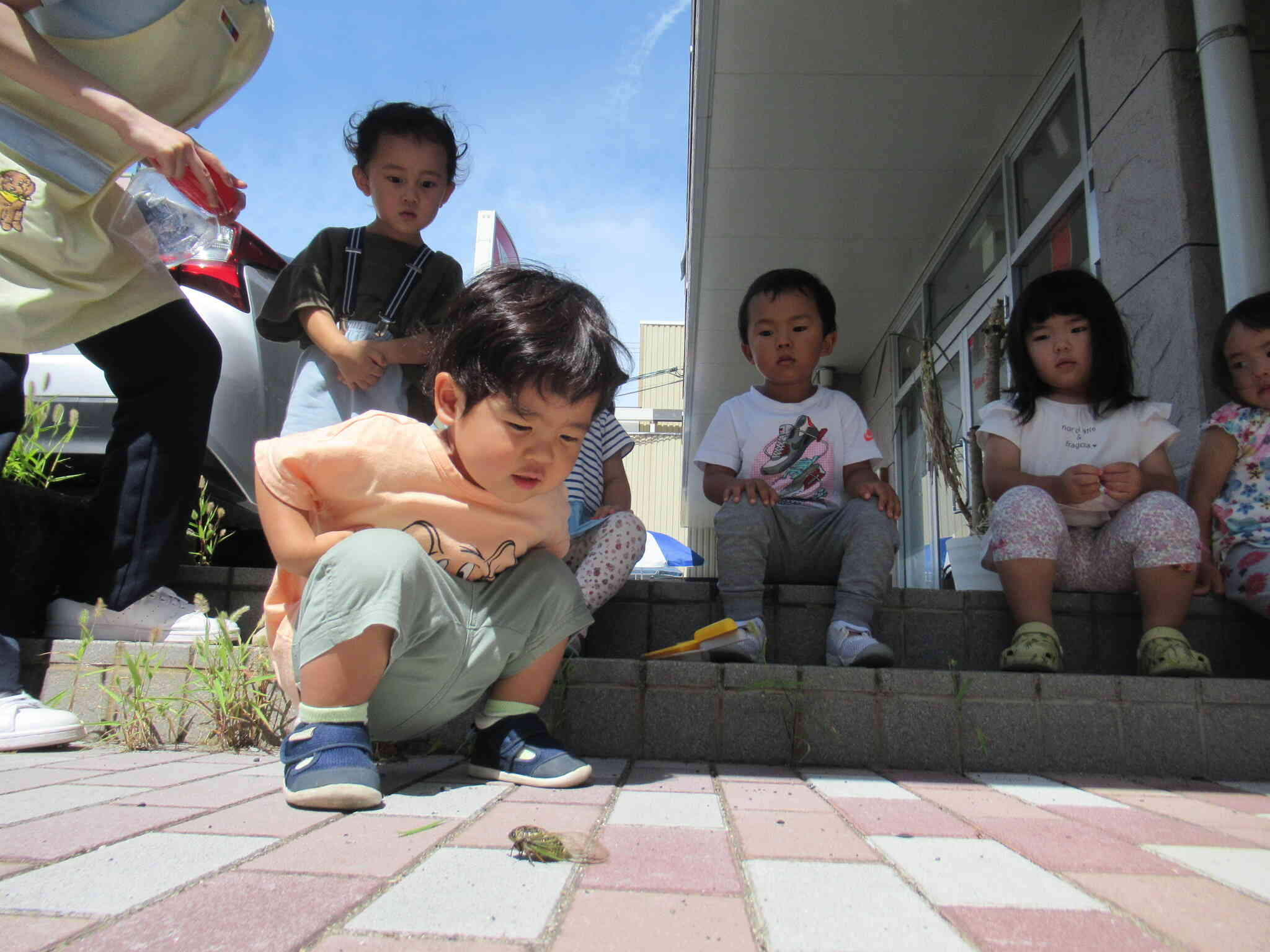 セミさん さようなら また保育園にあそびに来てね バイバーイ　　あれっ？ 飛んでいかないの？ 　あれっ？ 鳴かないの？