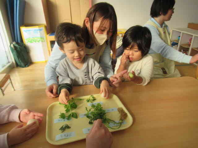 よし！　並べてみるよ七草　...　　給食先生が教えてくれたよ「今日のおやつは ”七草がゆ