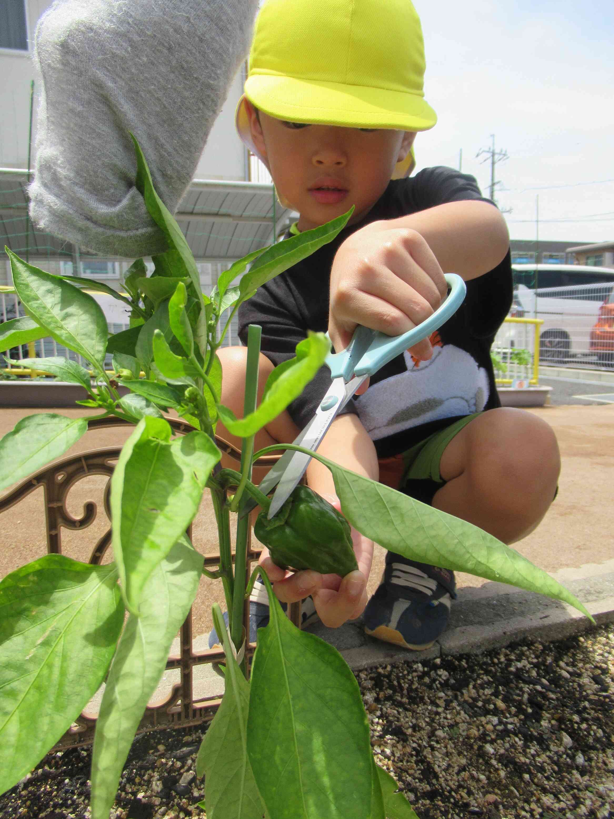 野菜が実ったよ