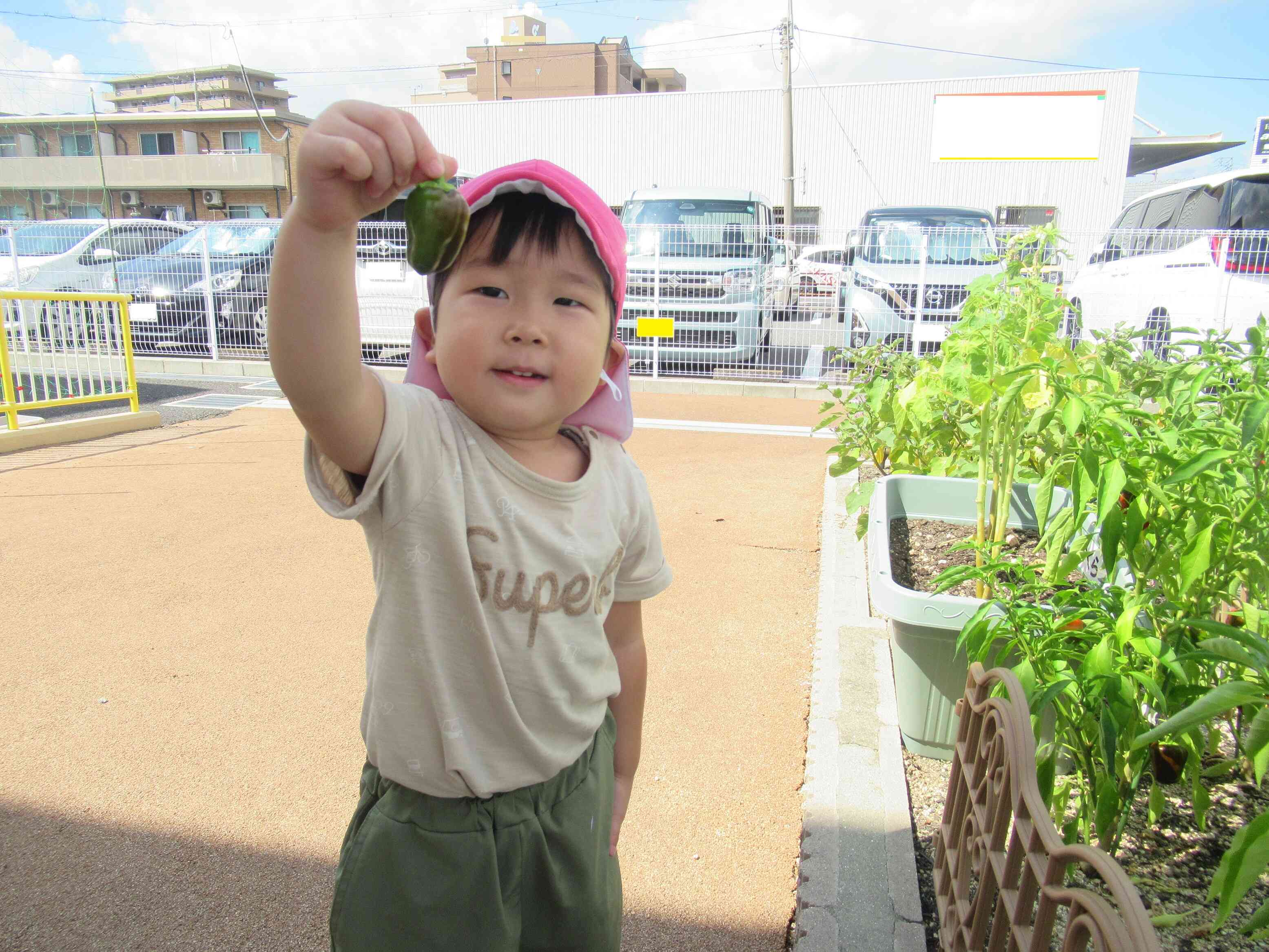 〖うさぎ組〗野菜の収穫