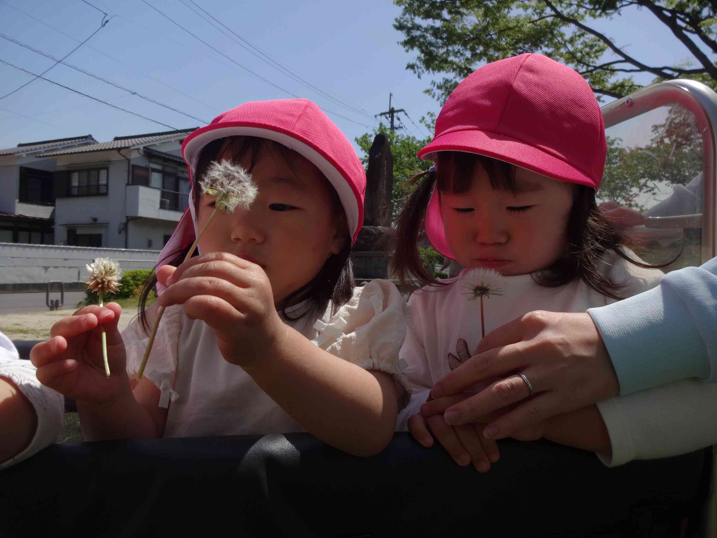 綿毛飛ばしに夢中