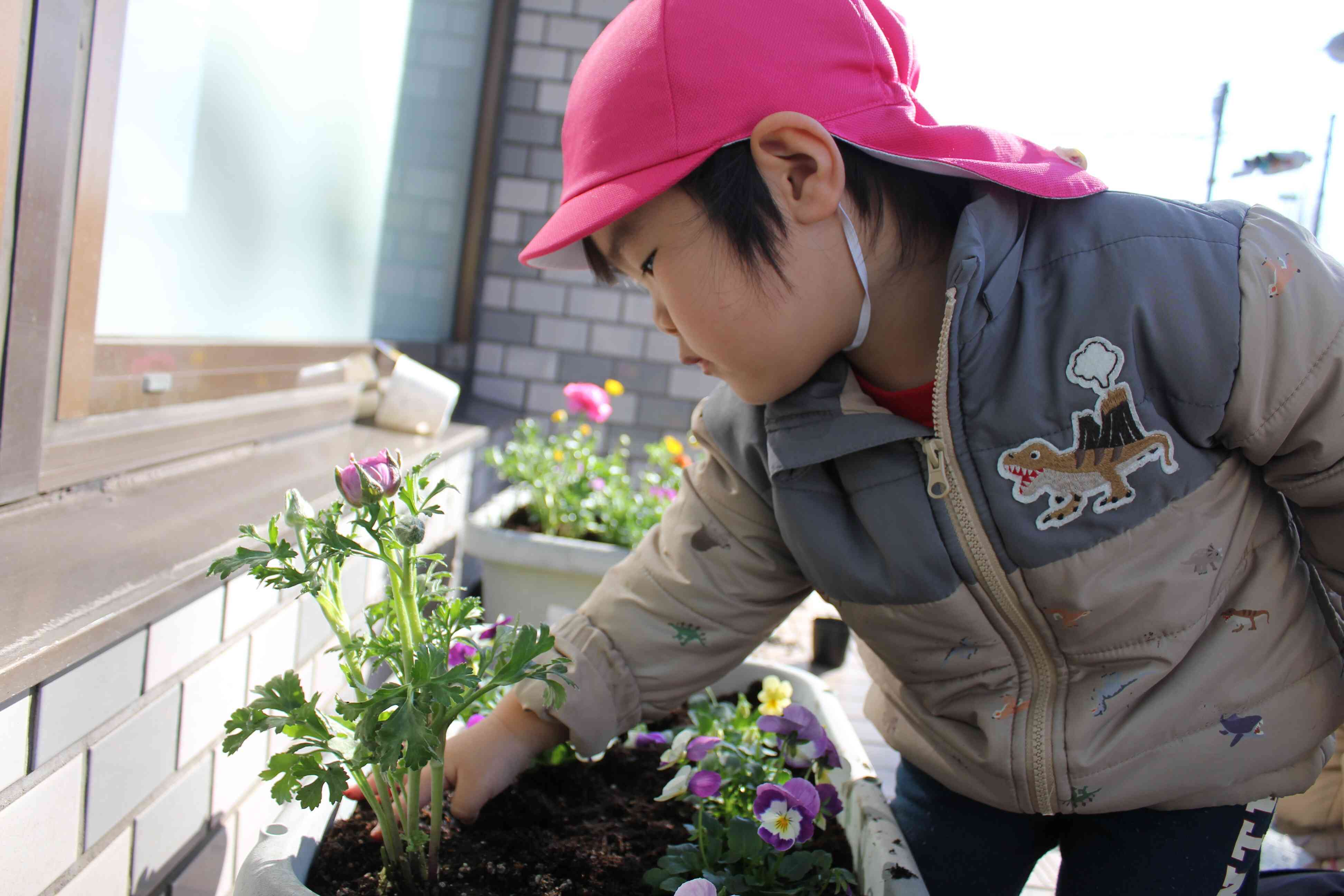 土のお布団をかけて・・・かけて（　＾ω＾）・・・おおきくな～れ