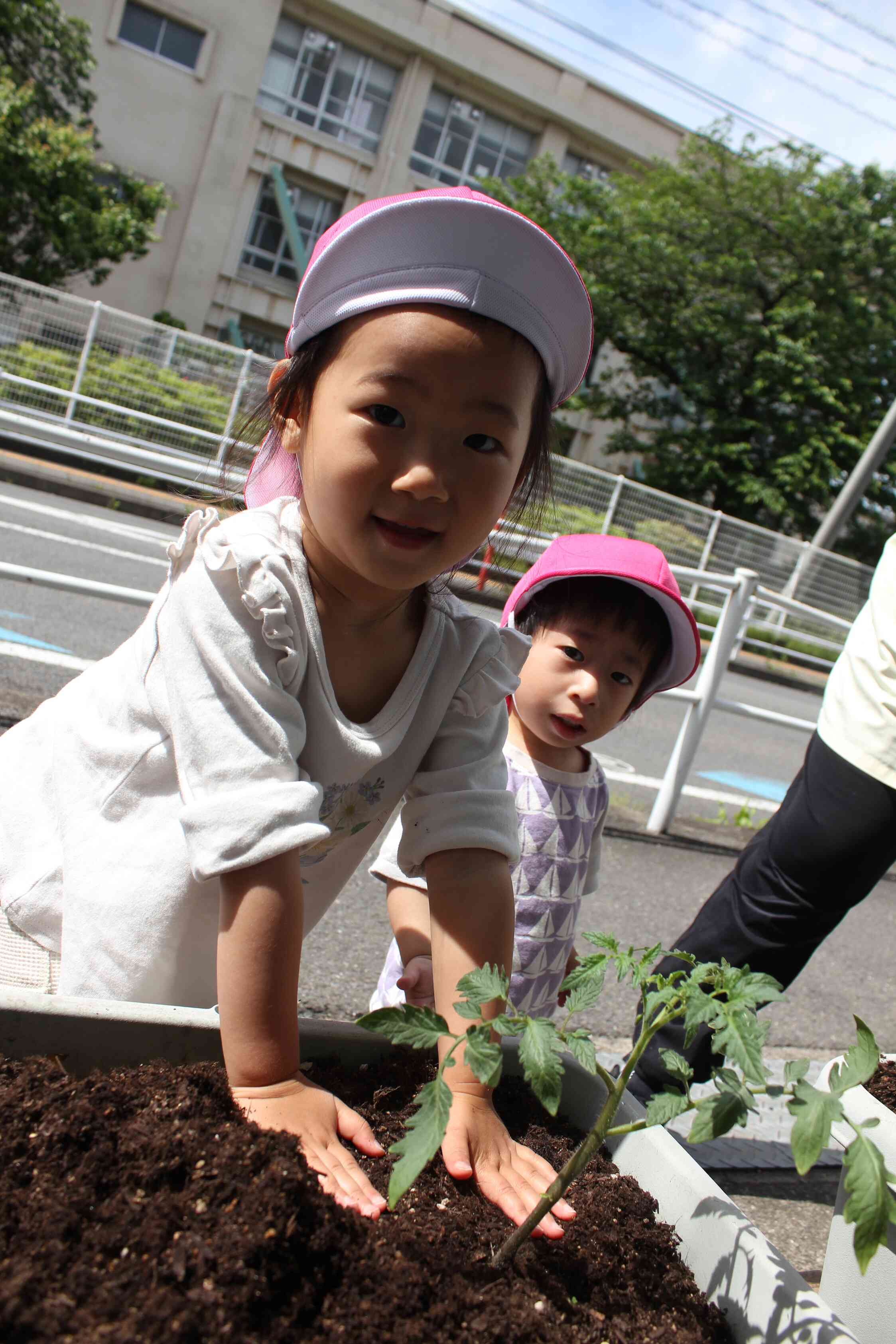 夏野菜の苗植え