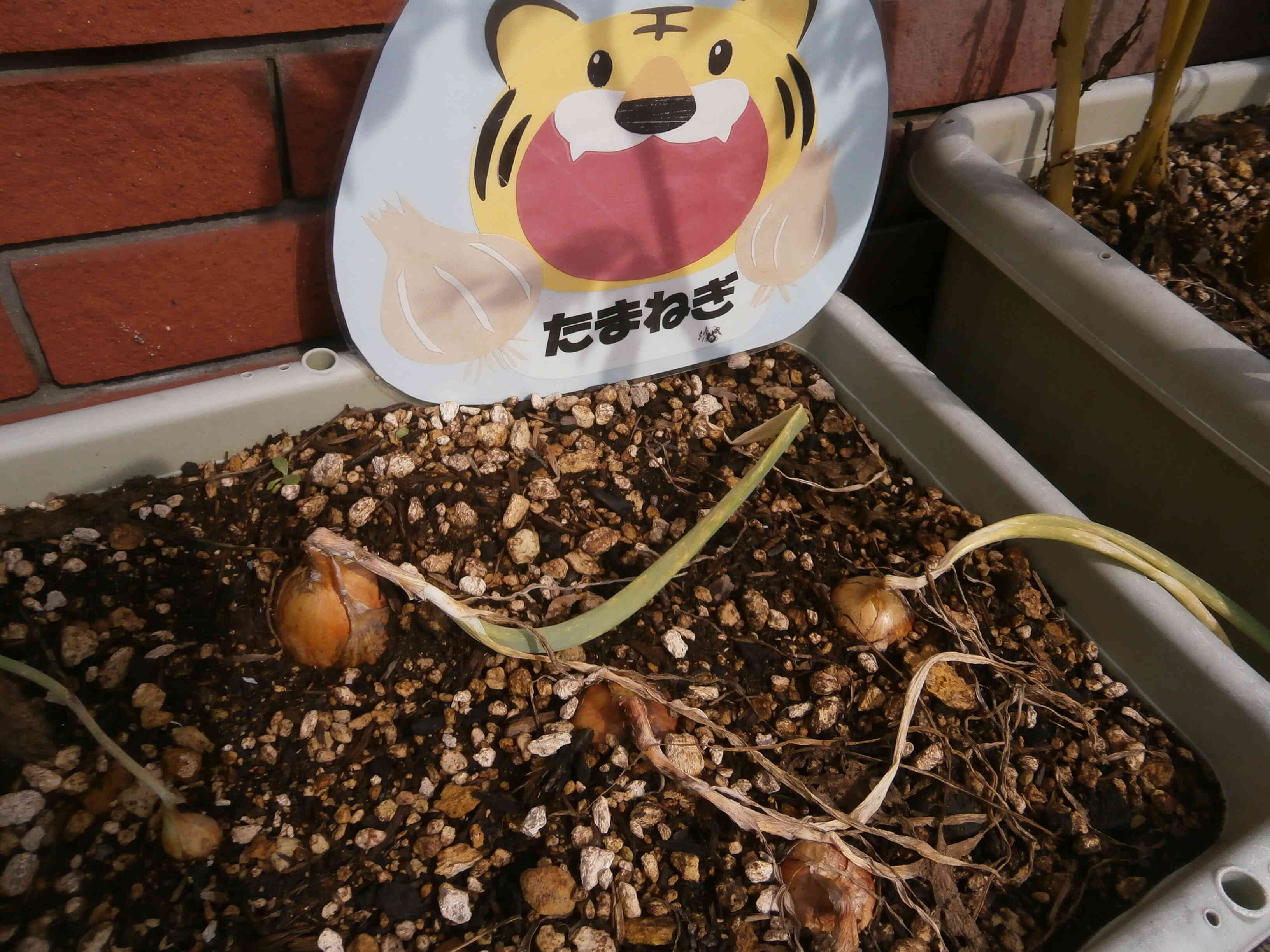 玉ねぎも早く大きくなーれ！
