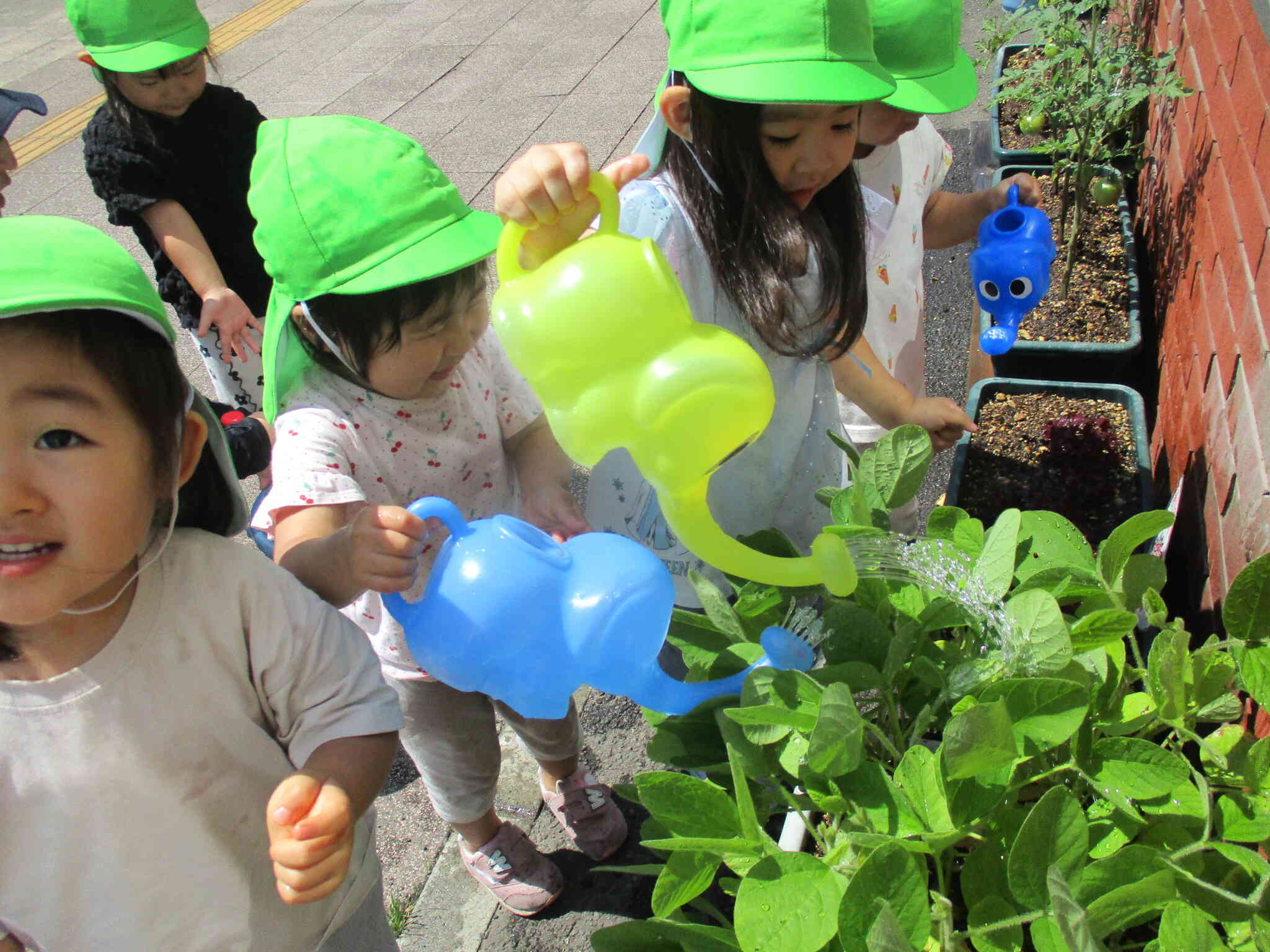 野菜の生長と収穫☆