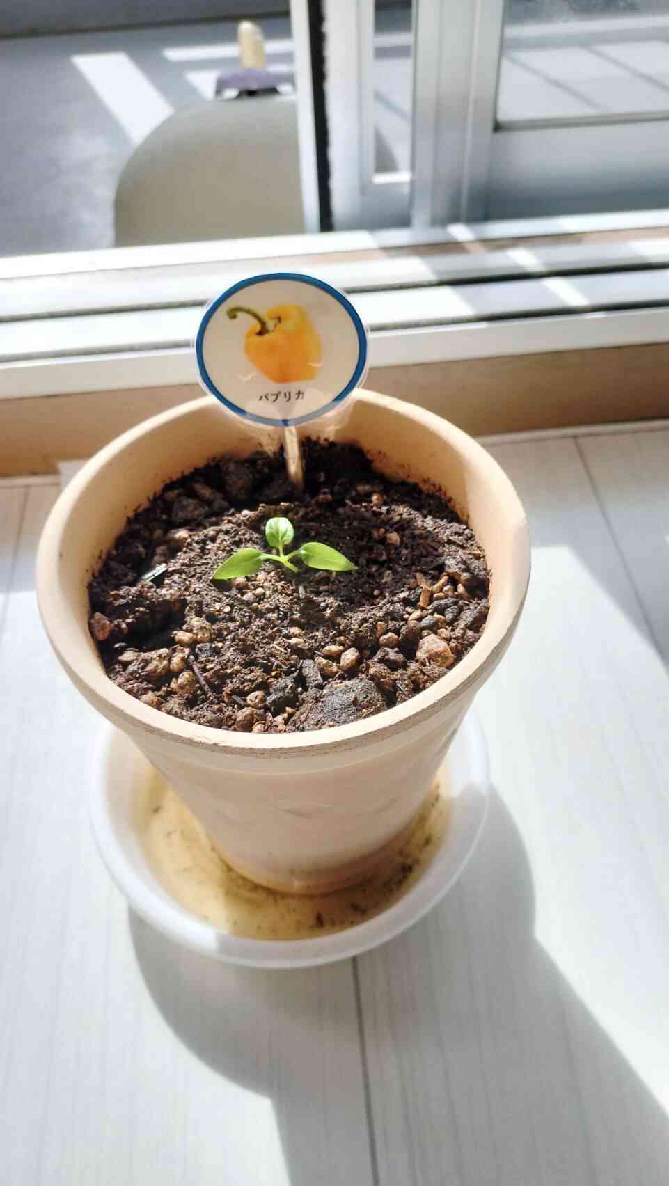 双葉が出た時の感動！