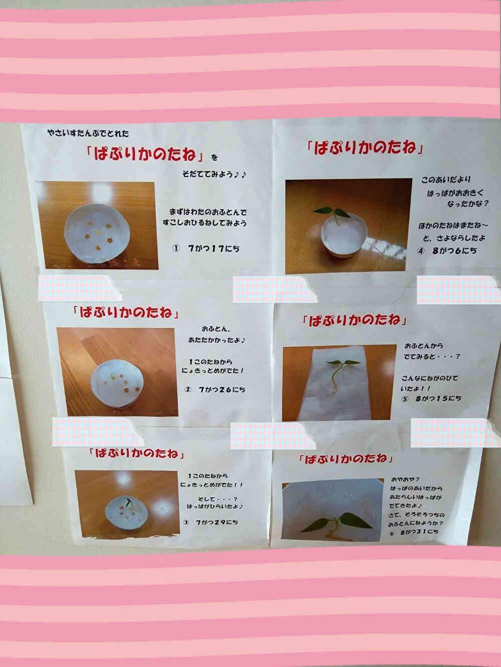 種から育てました