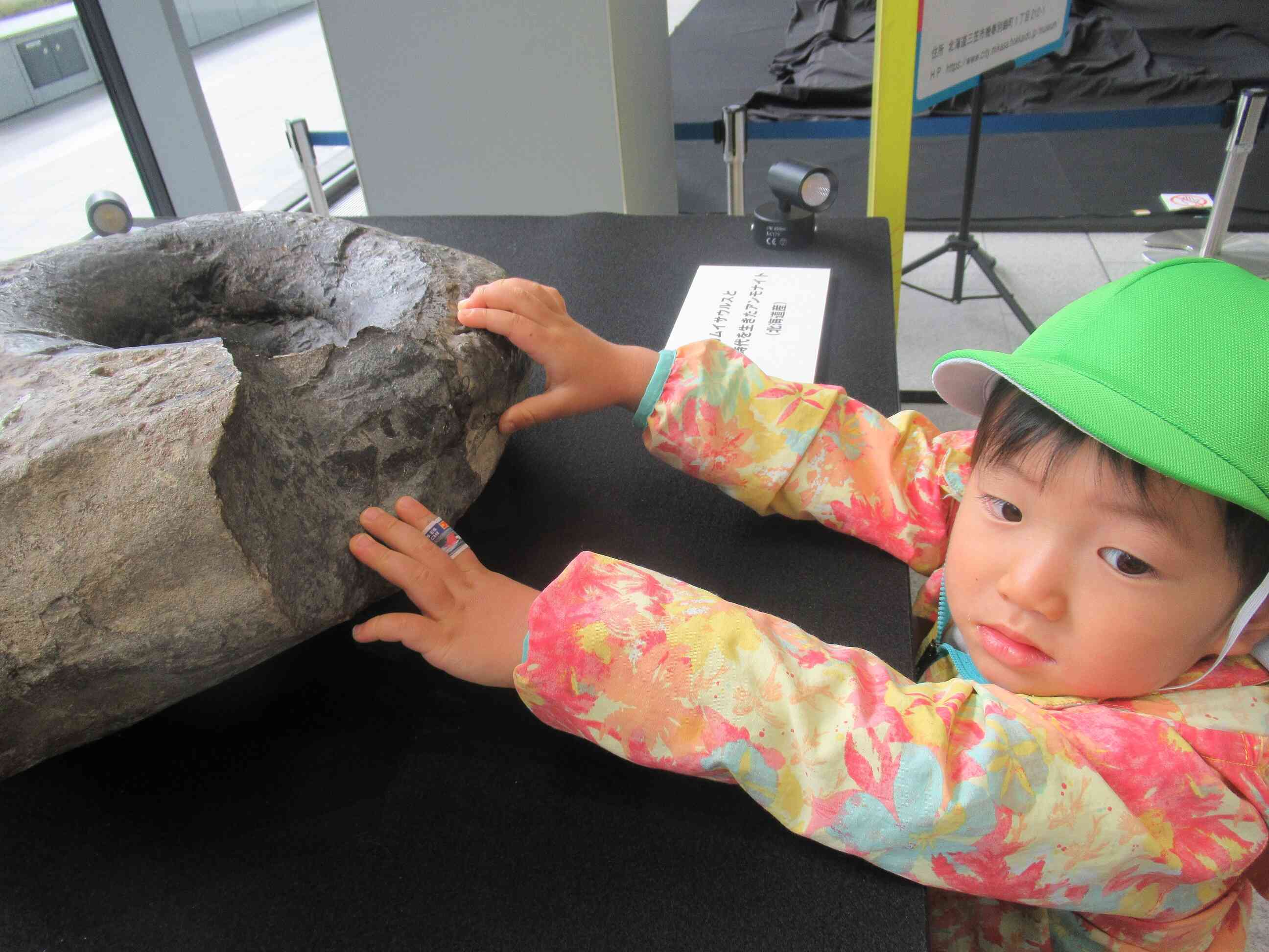 アンモナイトに触れてみました！！！