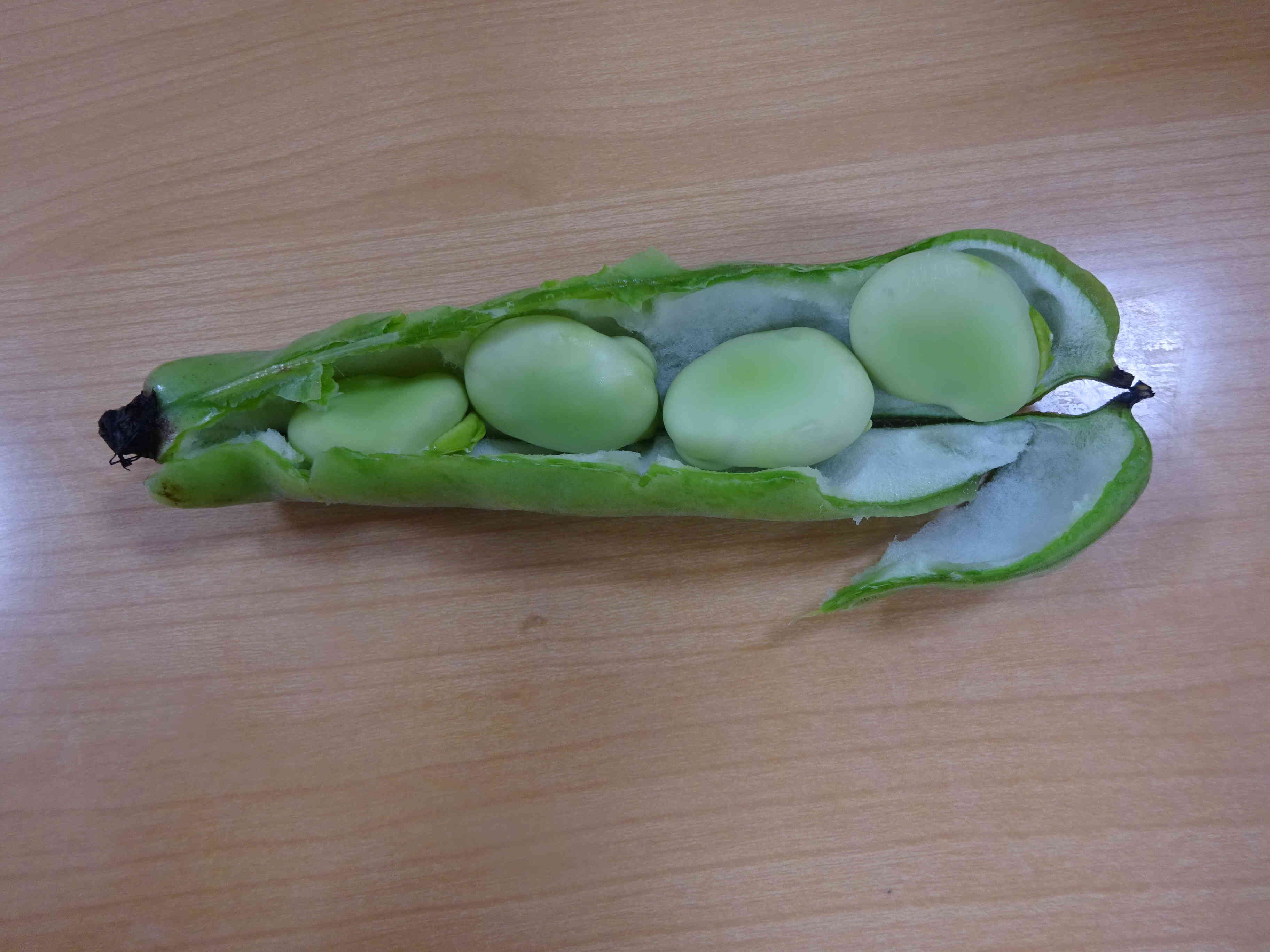 ☆５月の食育☆