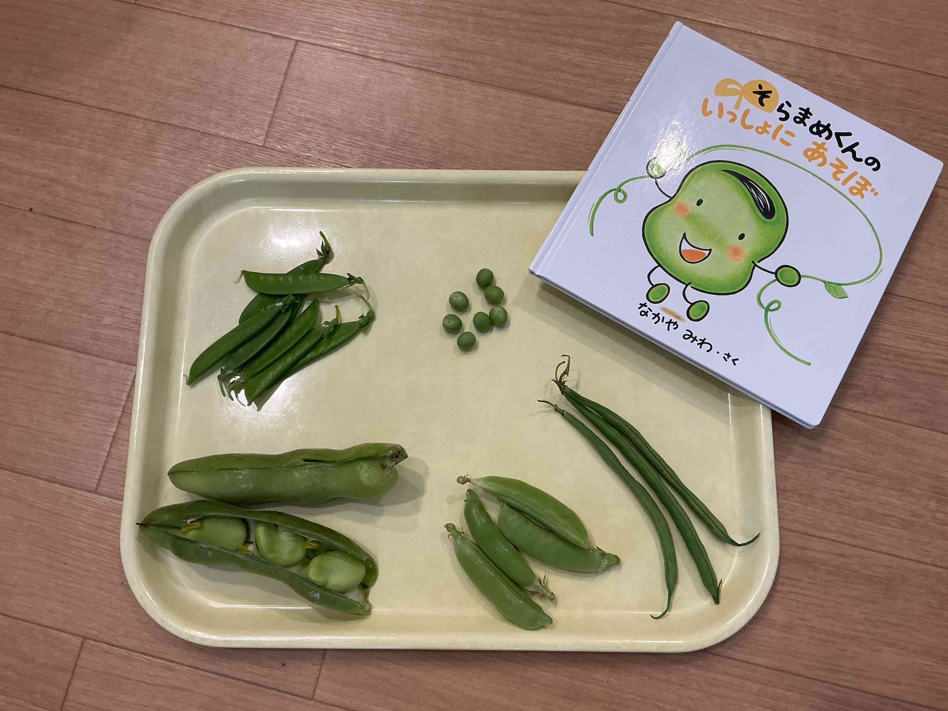 5月食育