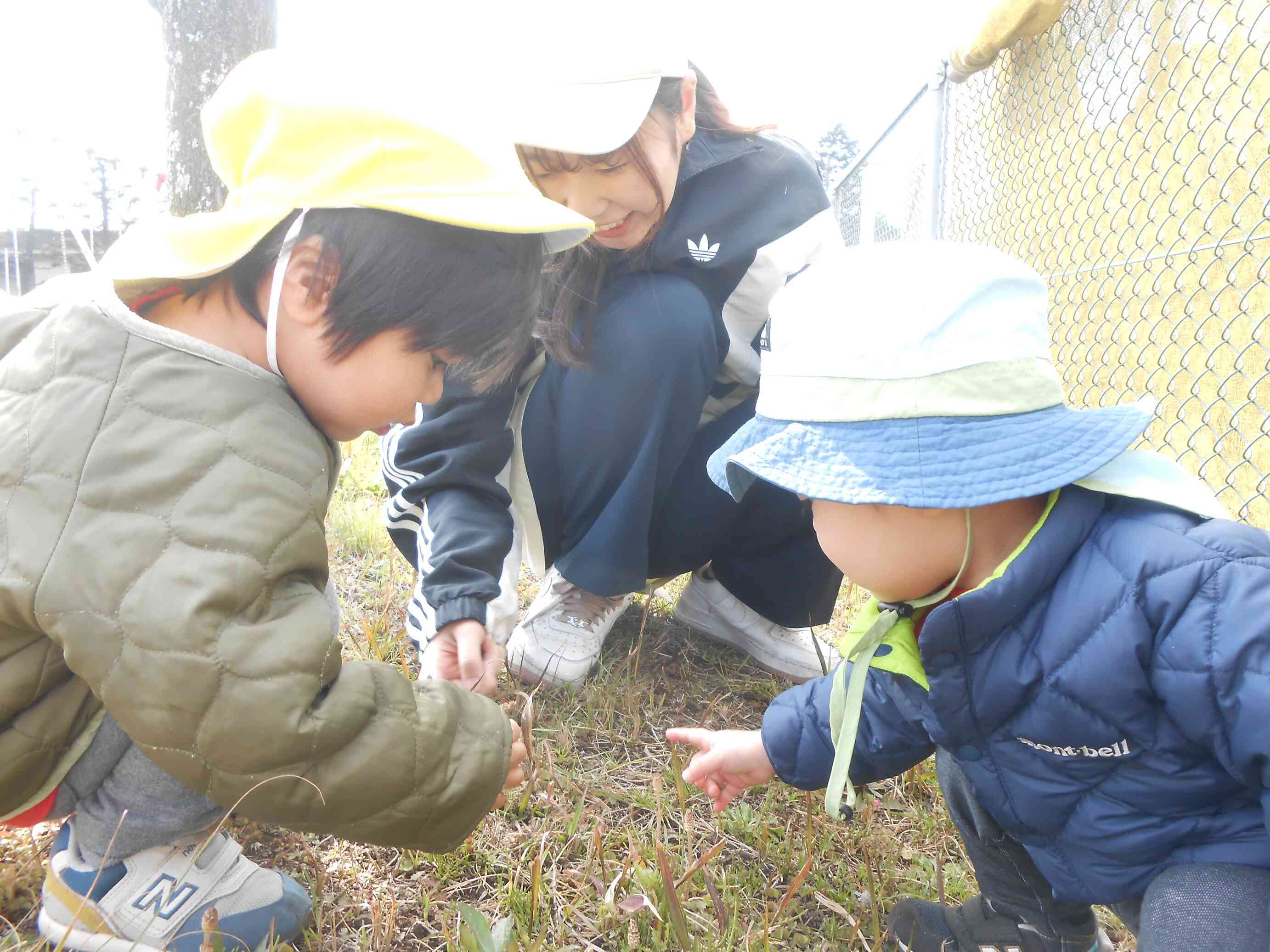 つくし　あったよ！