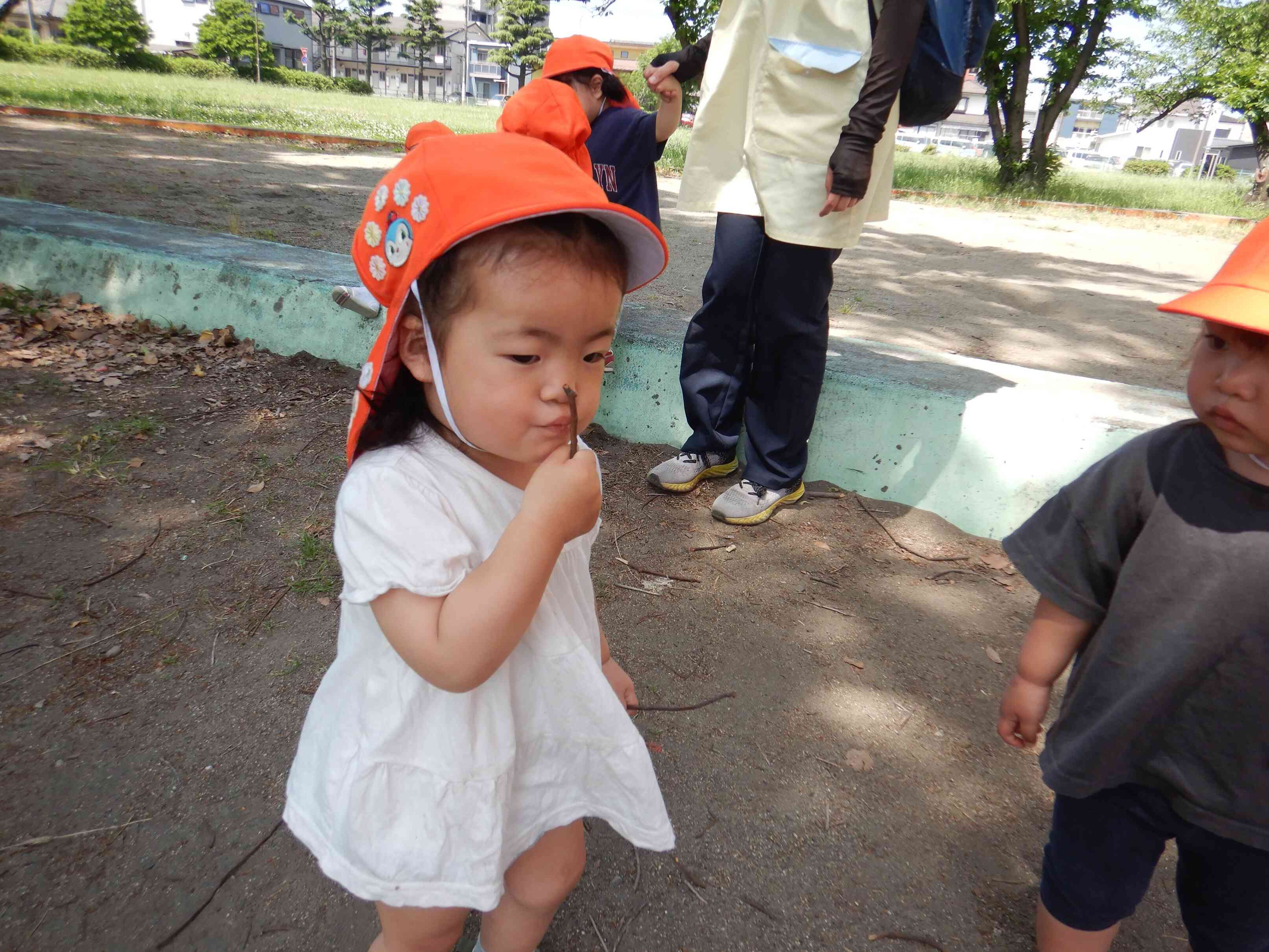 タンポポ？！？！