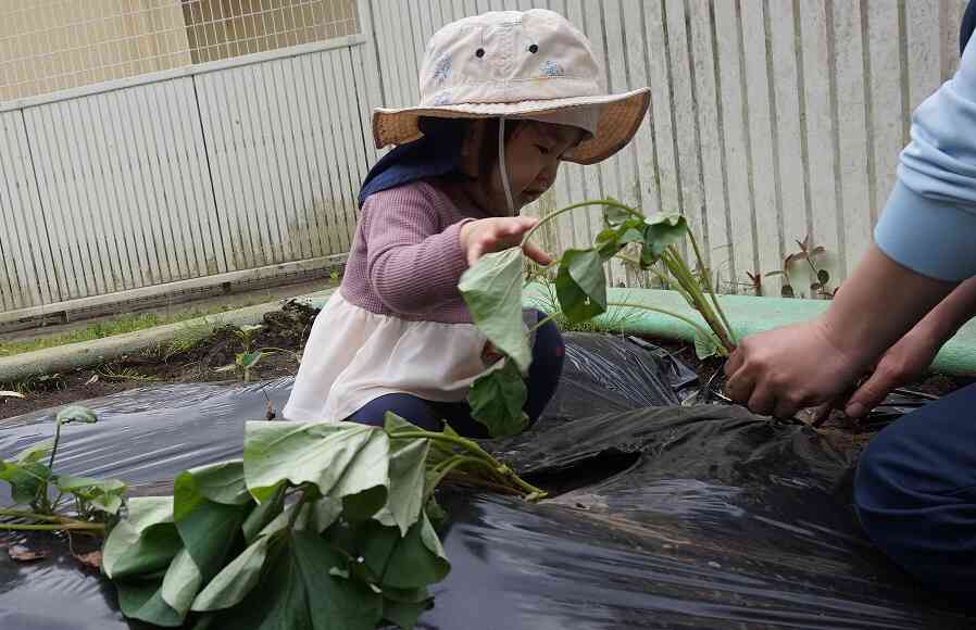 芋苗植え②