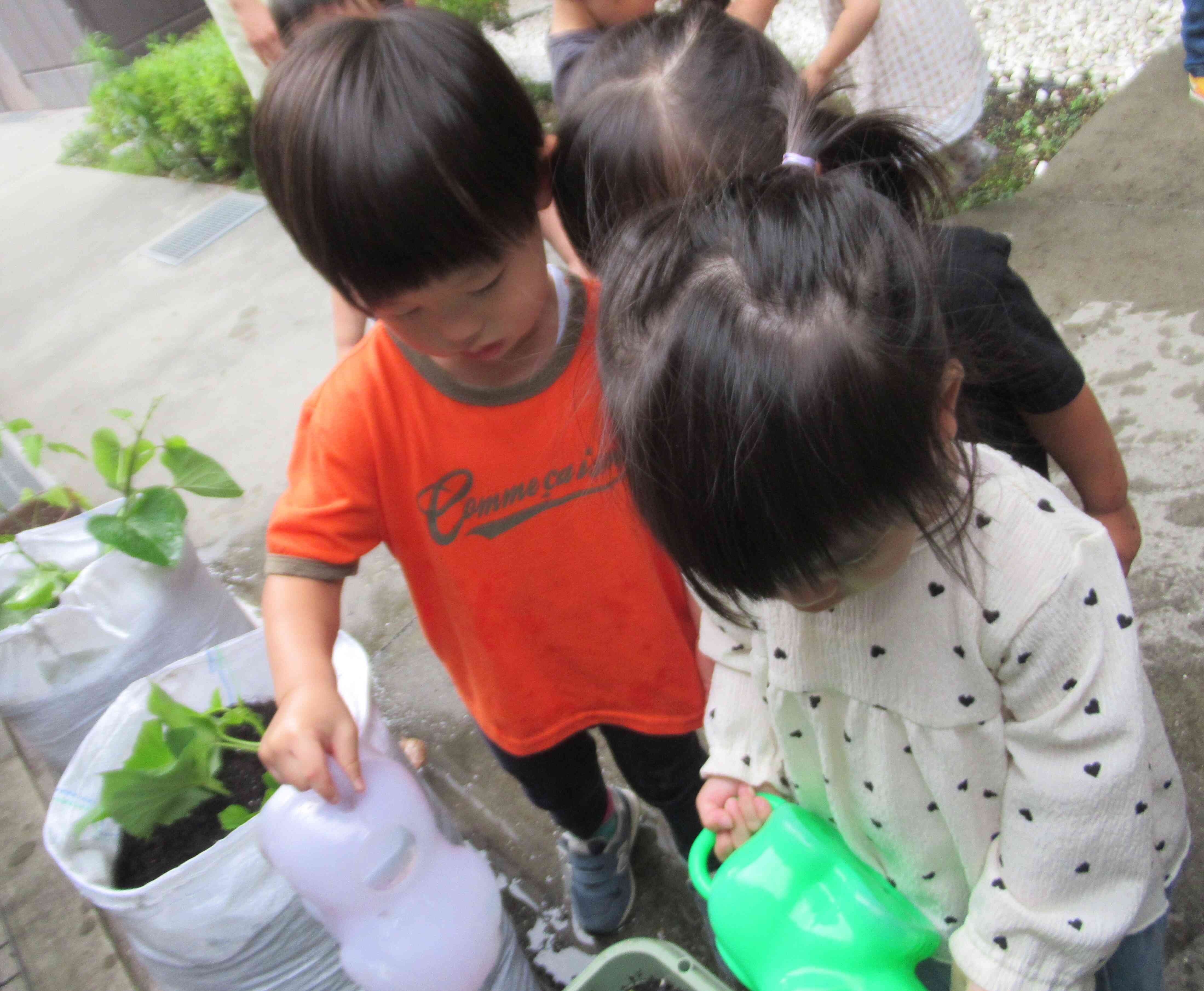 食育　野菜の苗植え