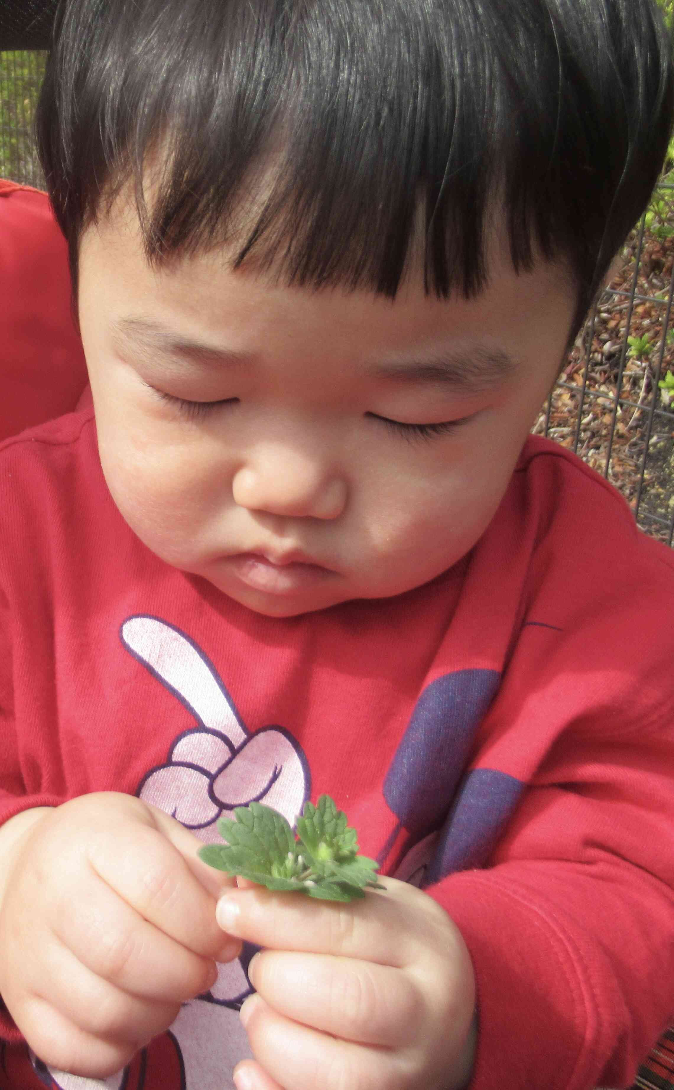 ホトケノザ､､？