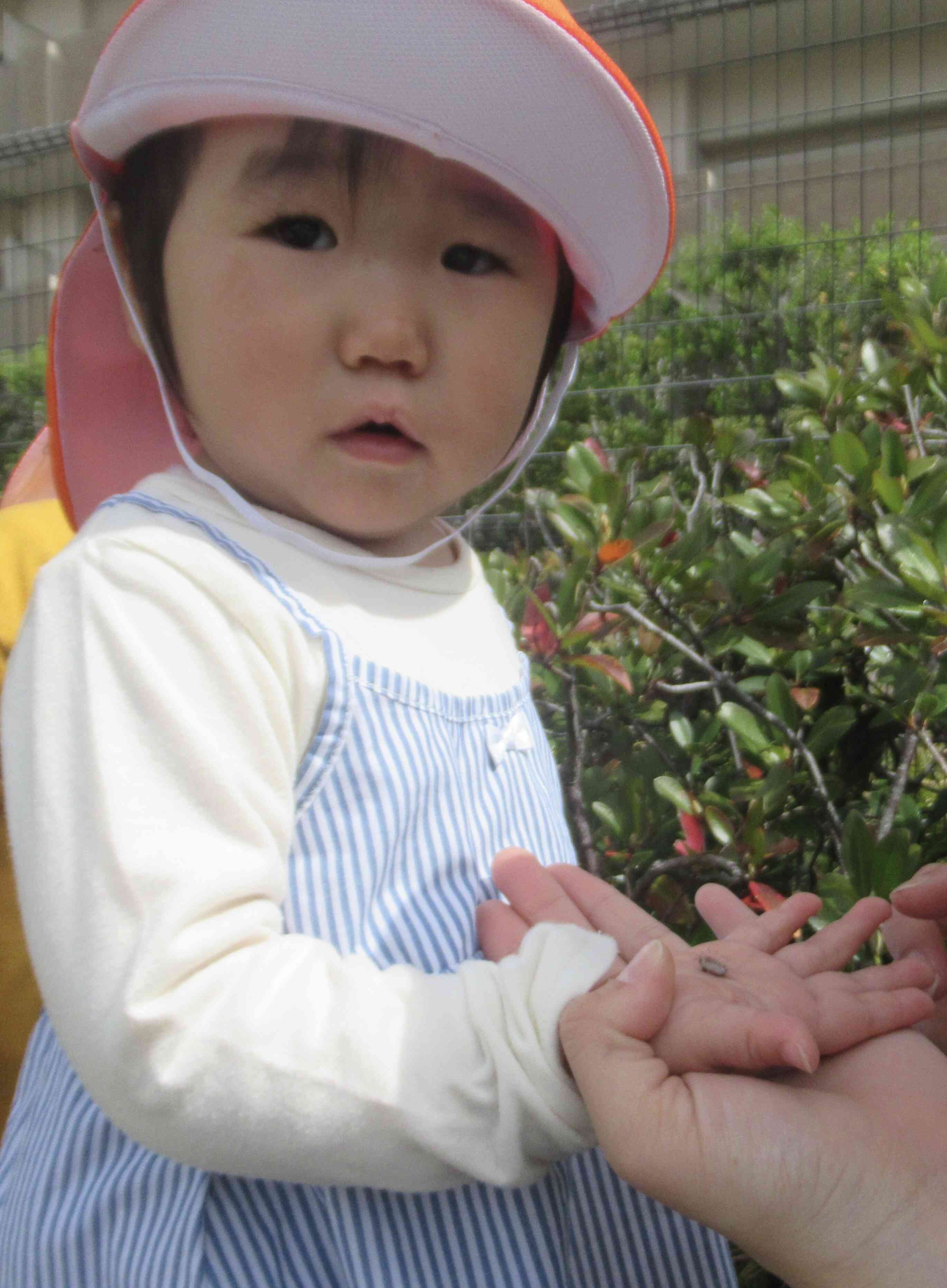 ダンゴムシがいたよ！