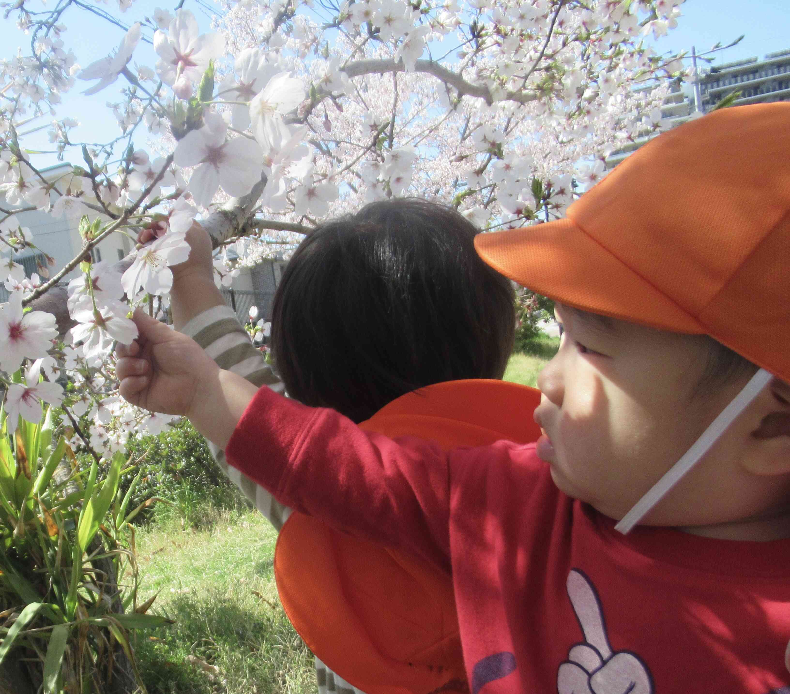 お花見したよ！