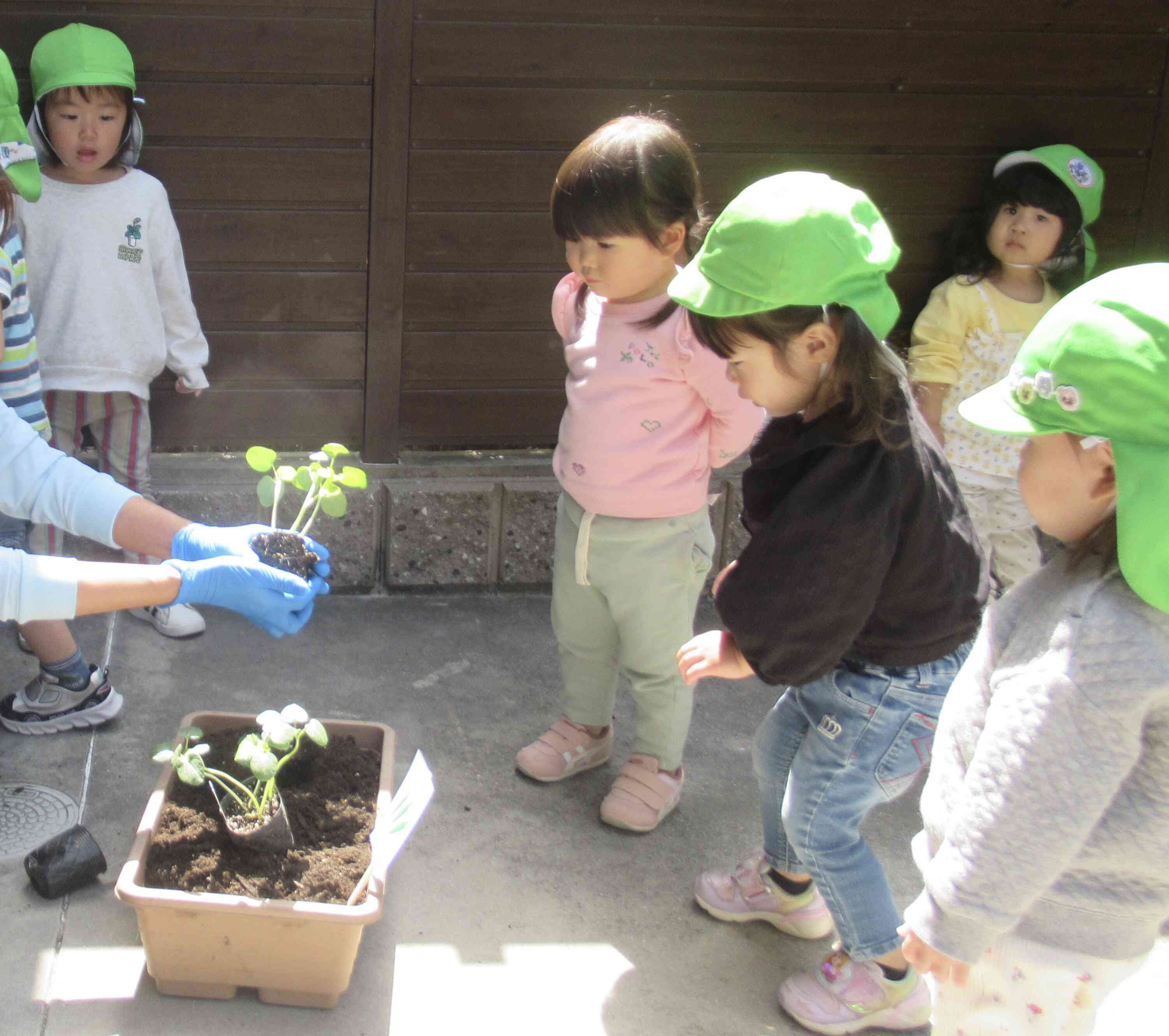 どうやって植えるんだろう､､