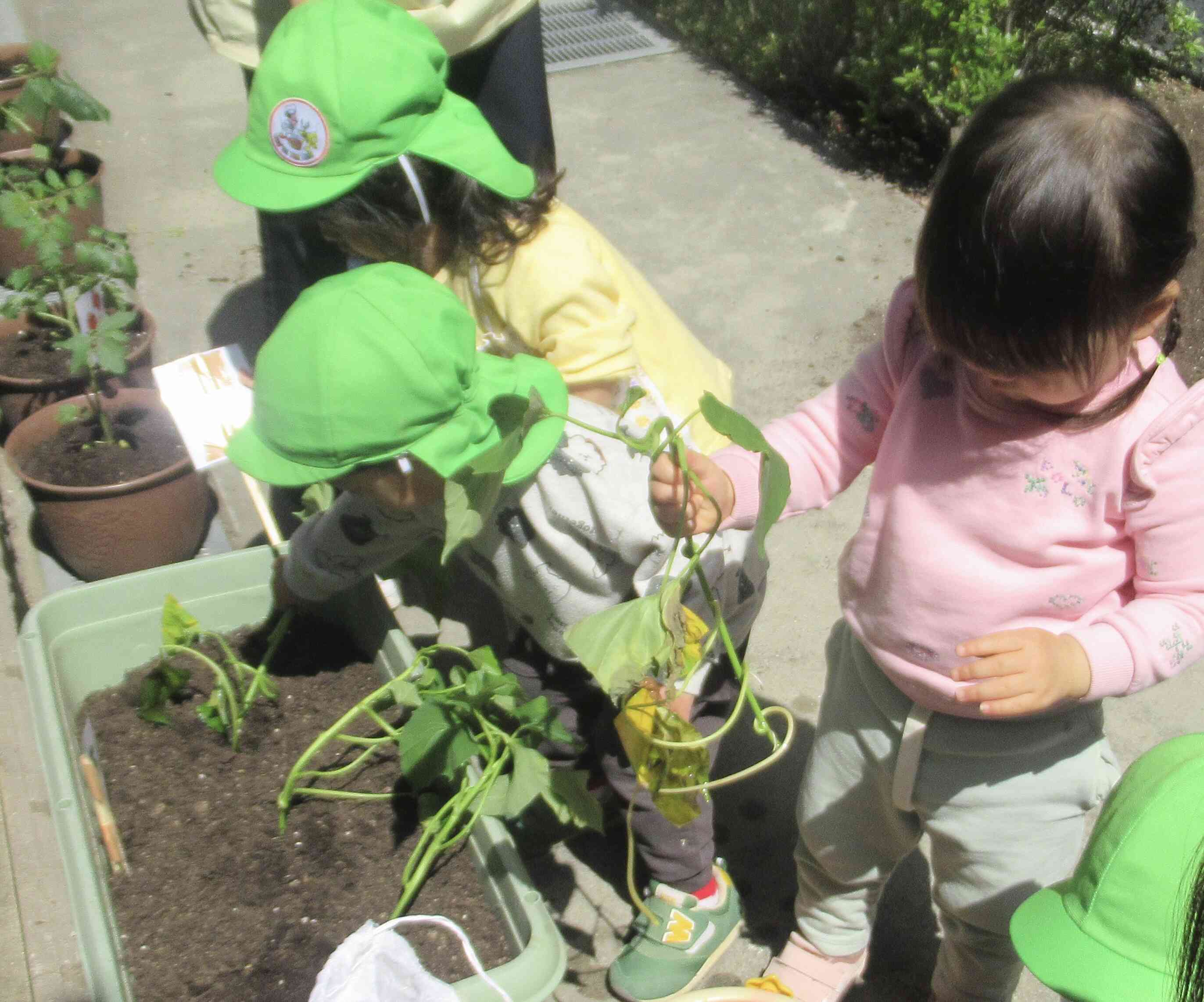 よいしょ、よいしょ