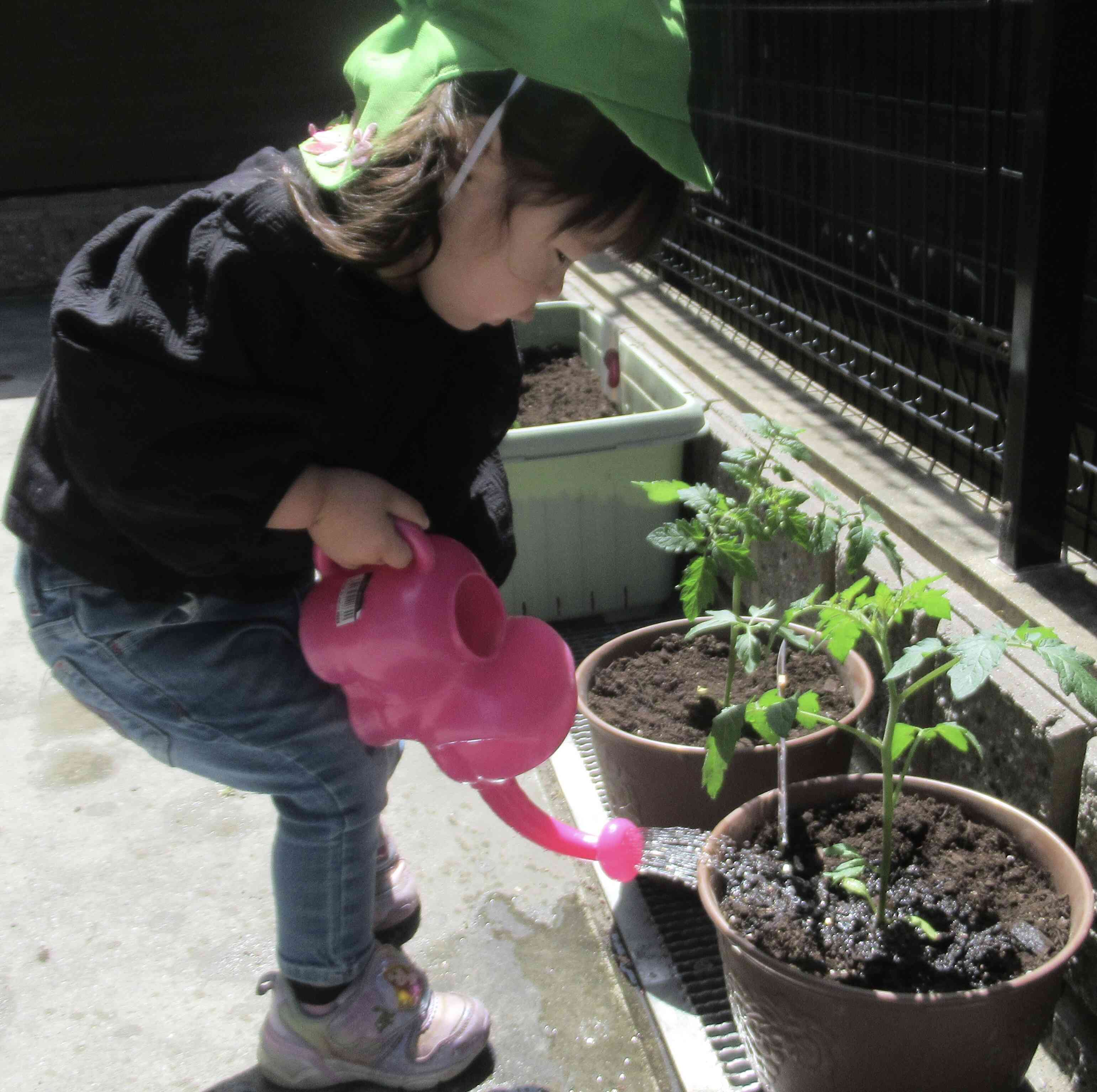 夏野菜を植えたよ