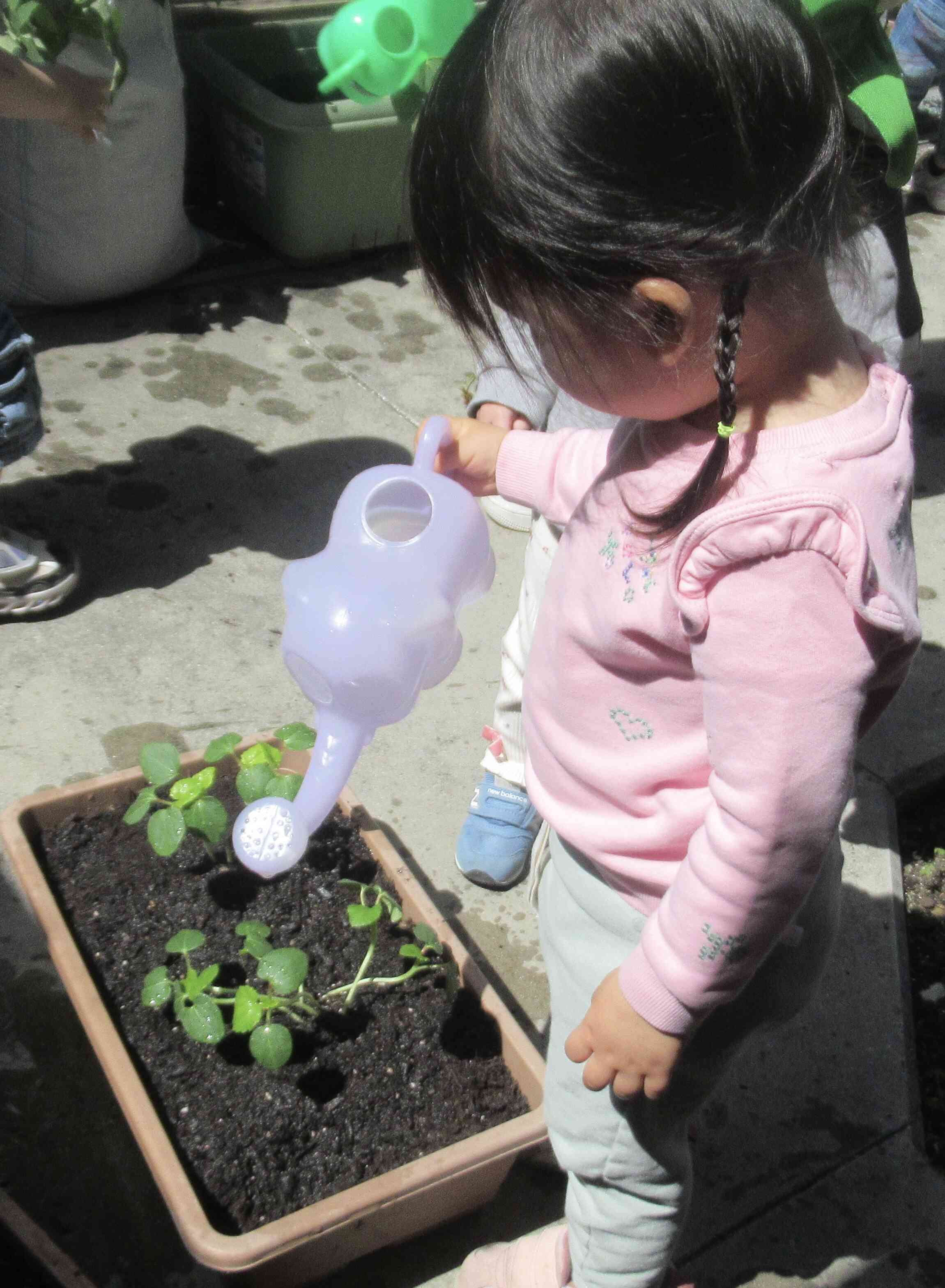 お水をたくさん！大きくなーれっ！