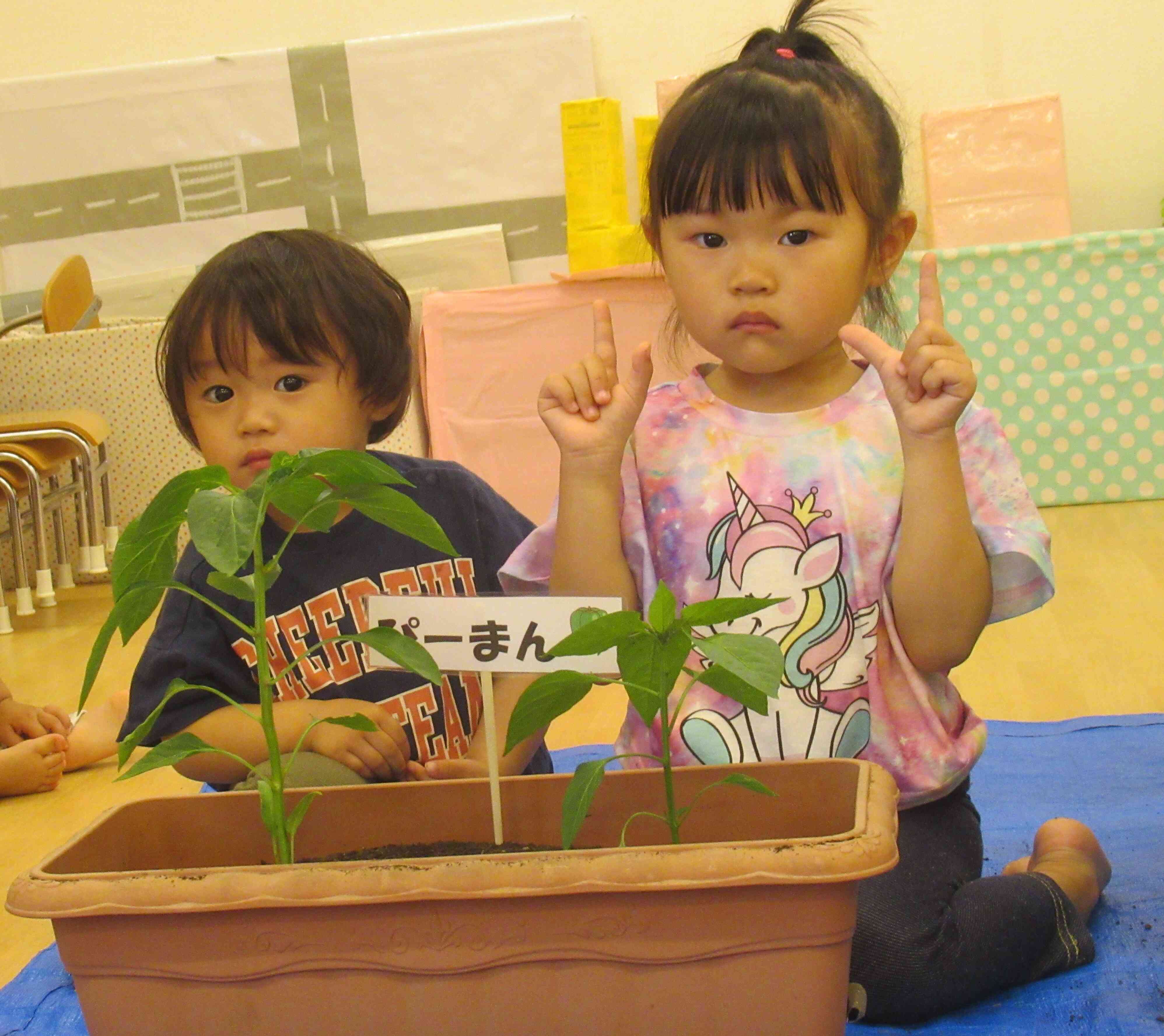 ピーマンも植えたよ！