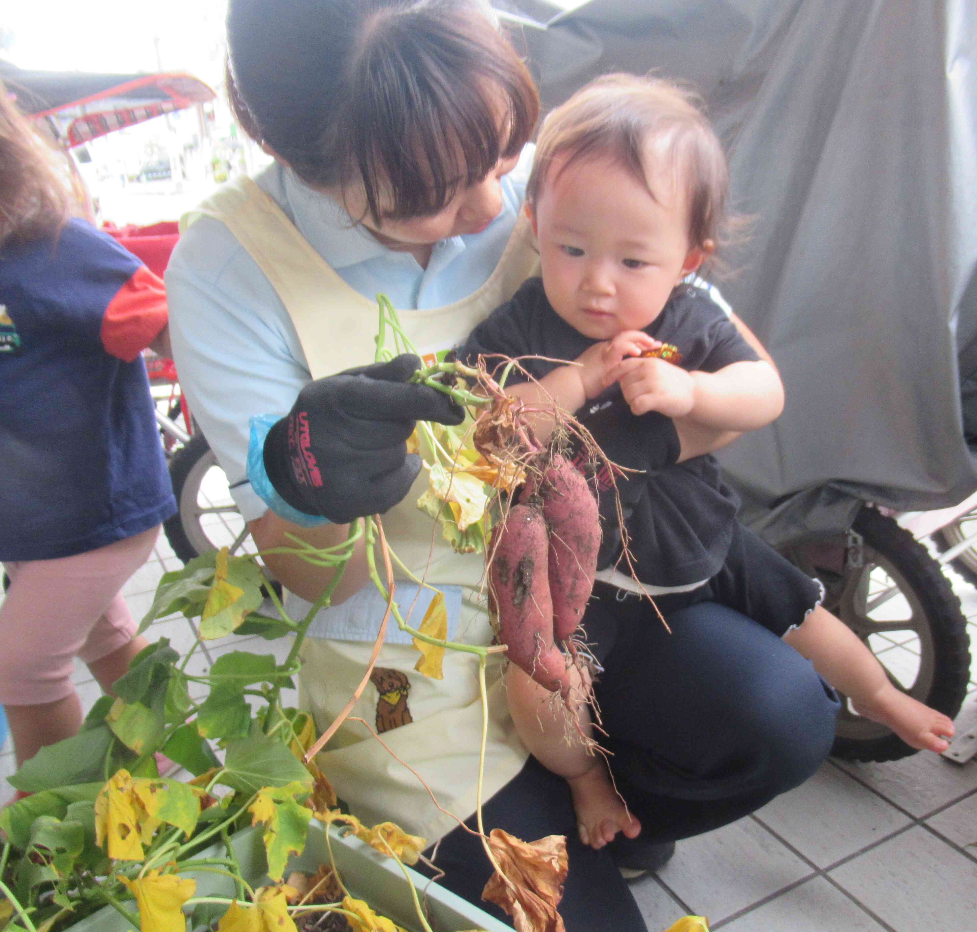 芋ほり！どんな芋が収穫できるかな？