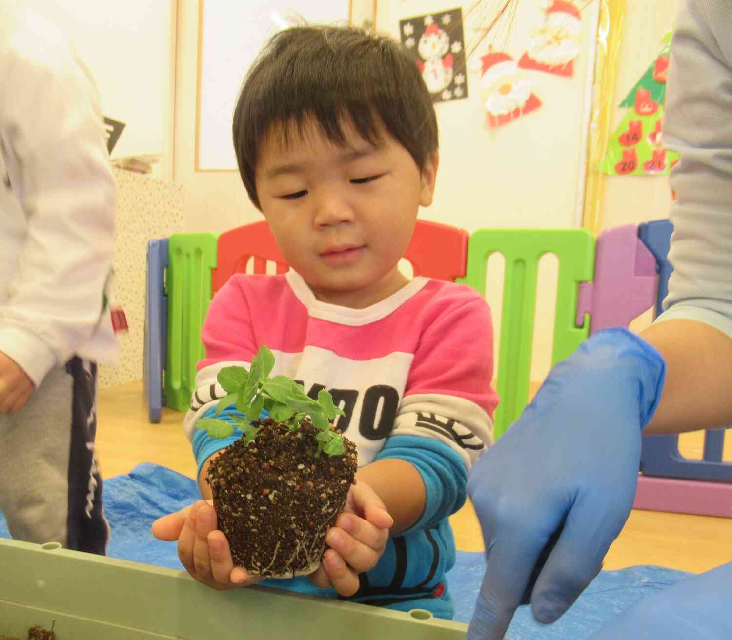 野菜やチューリップを植えました！