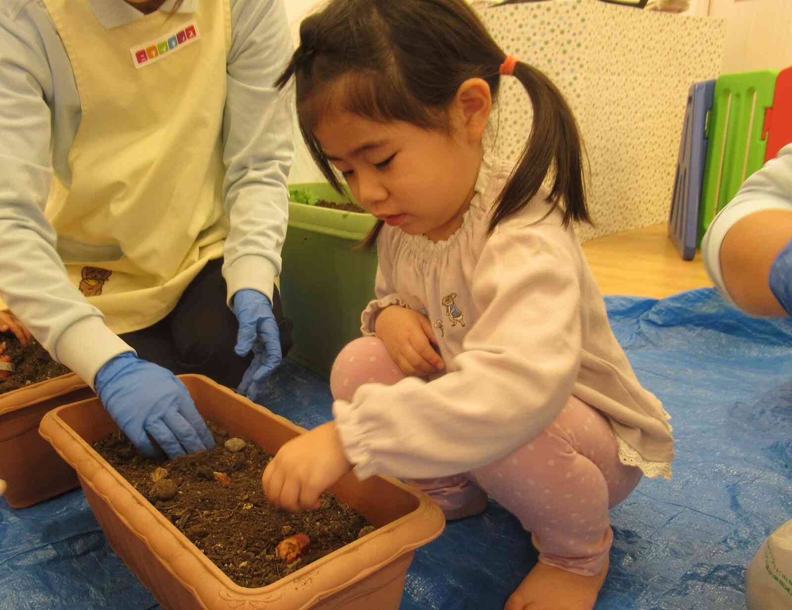 チューリップも植えたよ！