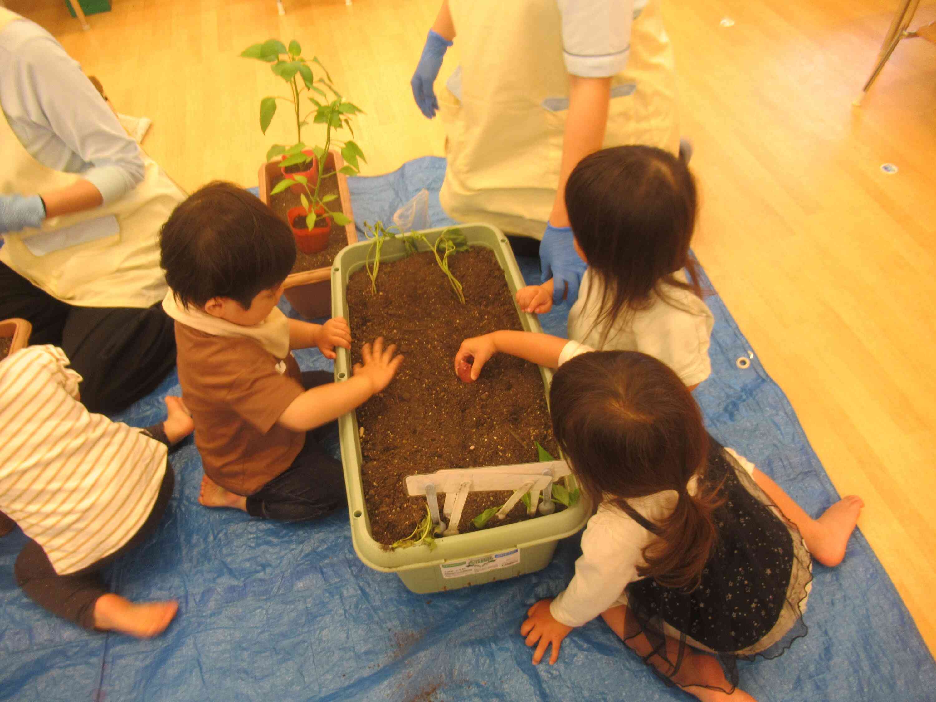 植えるよ！