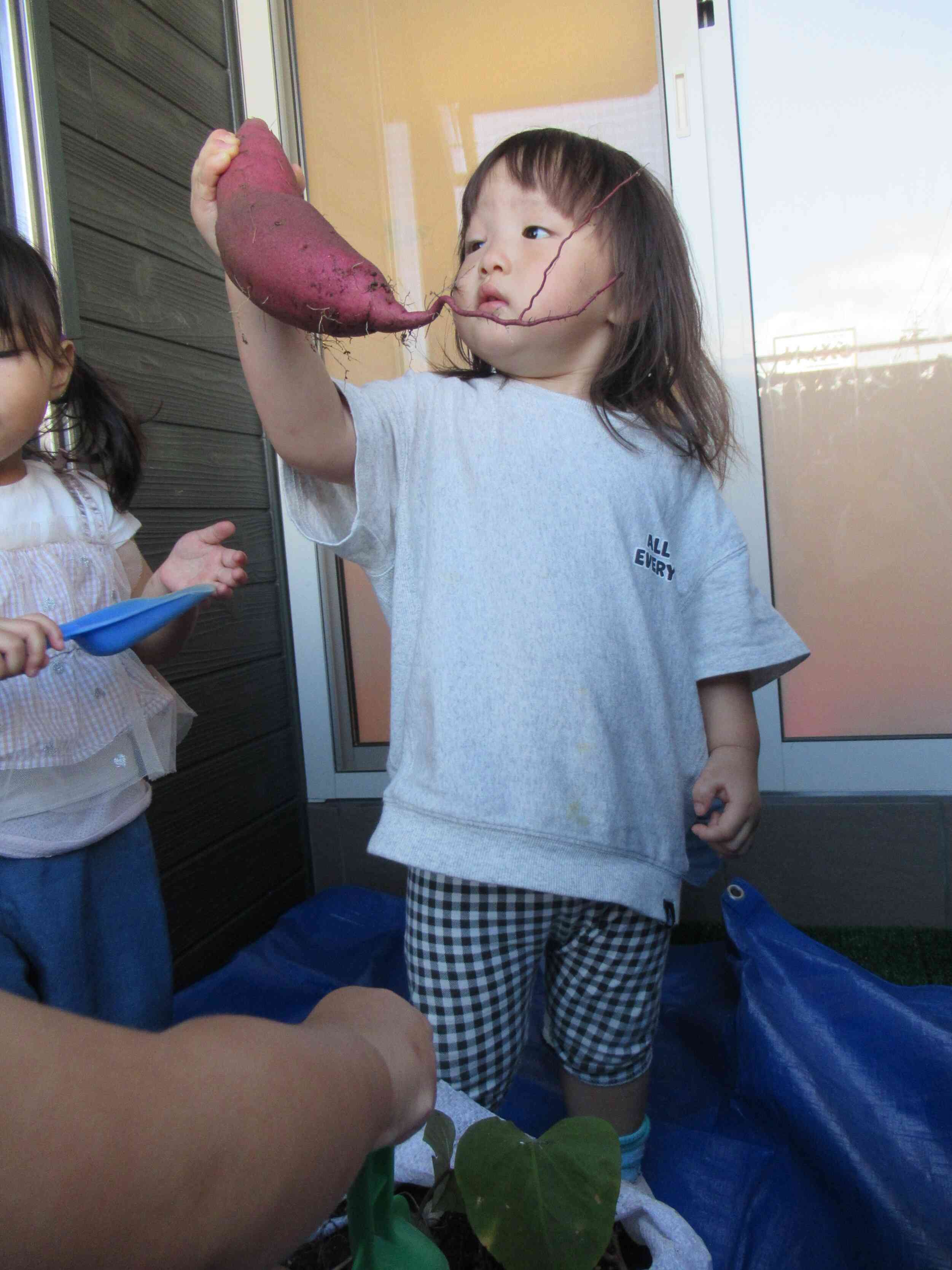 こんな大きなおいも取れたよ♪