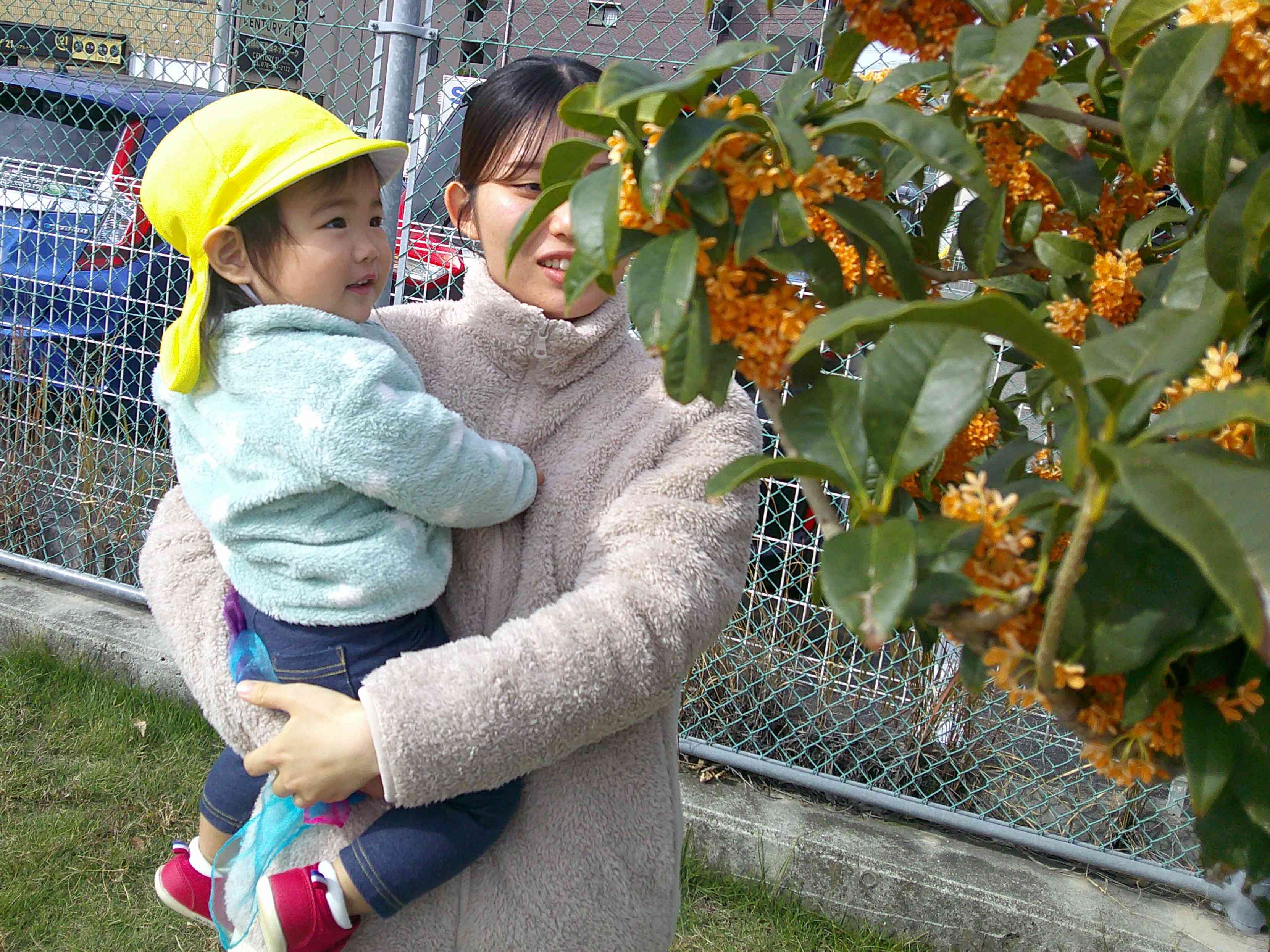 金木犀さんこんにちは☆