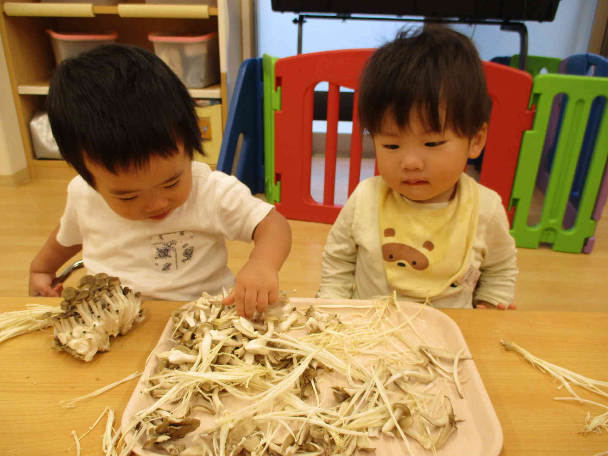 食育できのこをさいてみたよ！