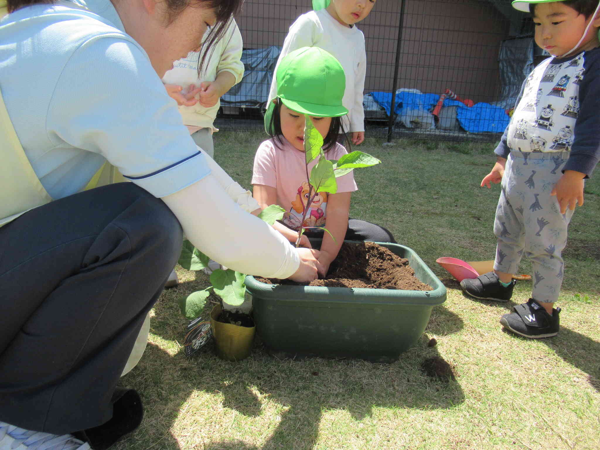 やさしく持って植えるよ！