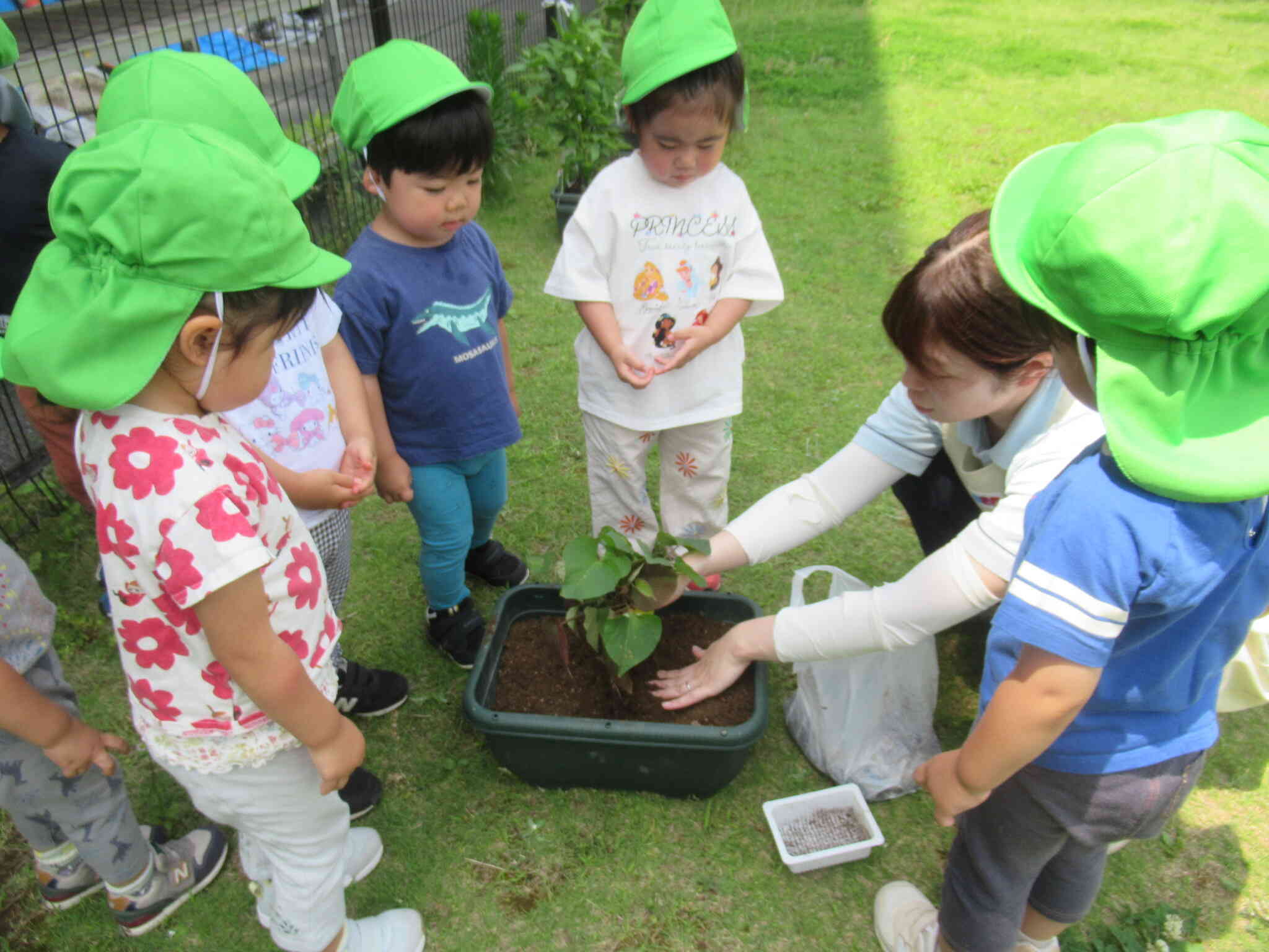 2歳児　さつまいもの苗植え