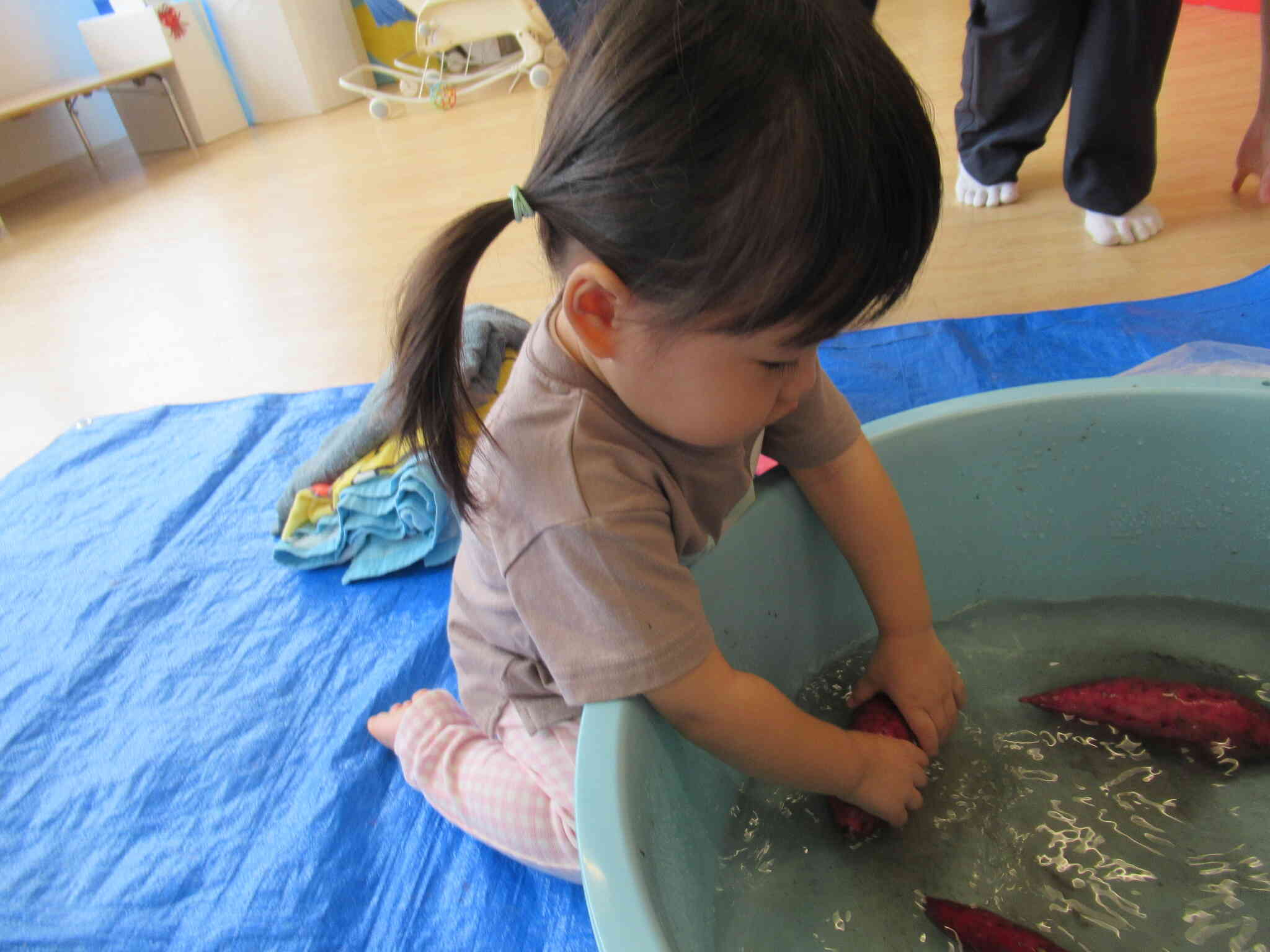 さつまいもを洗おう！【ひよこ組・あひる組】
