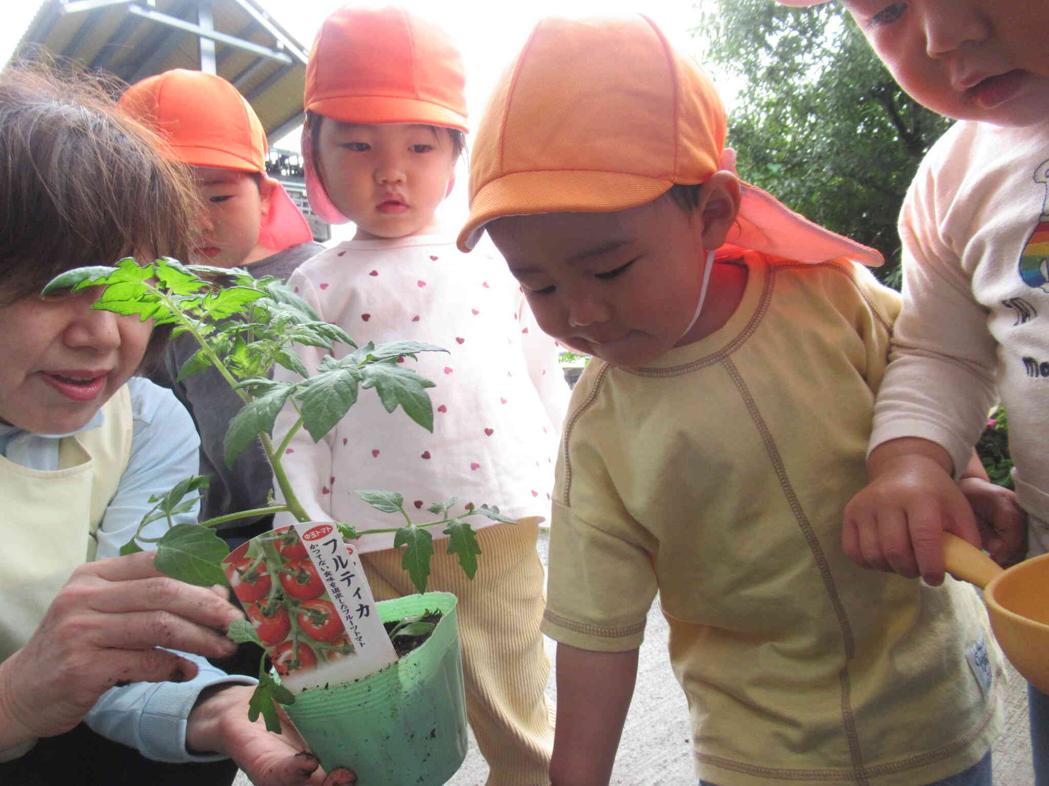 ２歳児 野菜の苗植えをしました♪