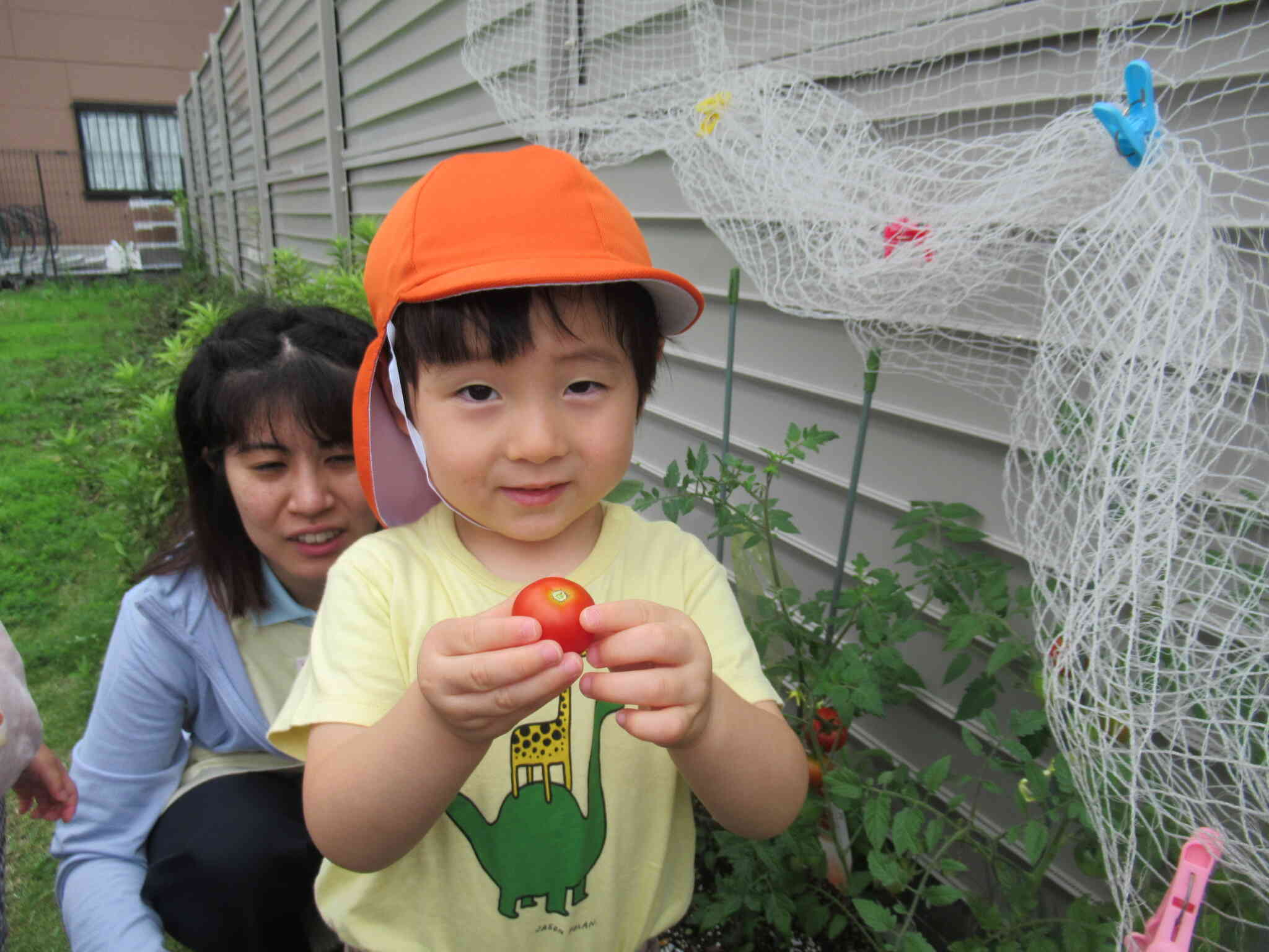 野菜を収穫したよ～2歳児クラス～