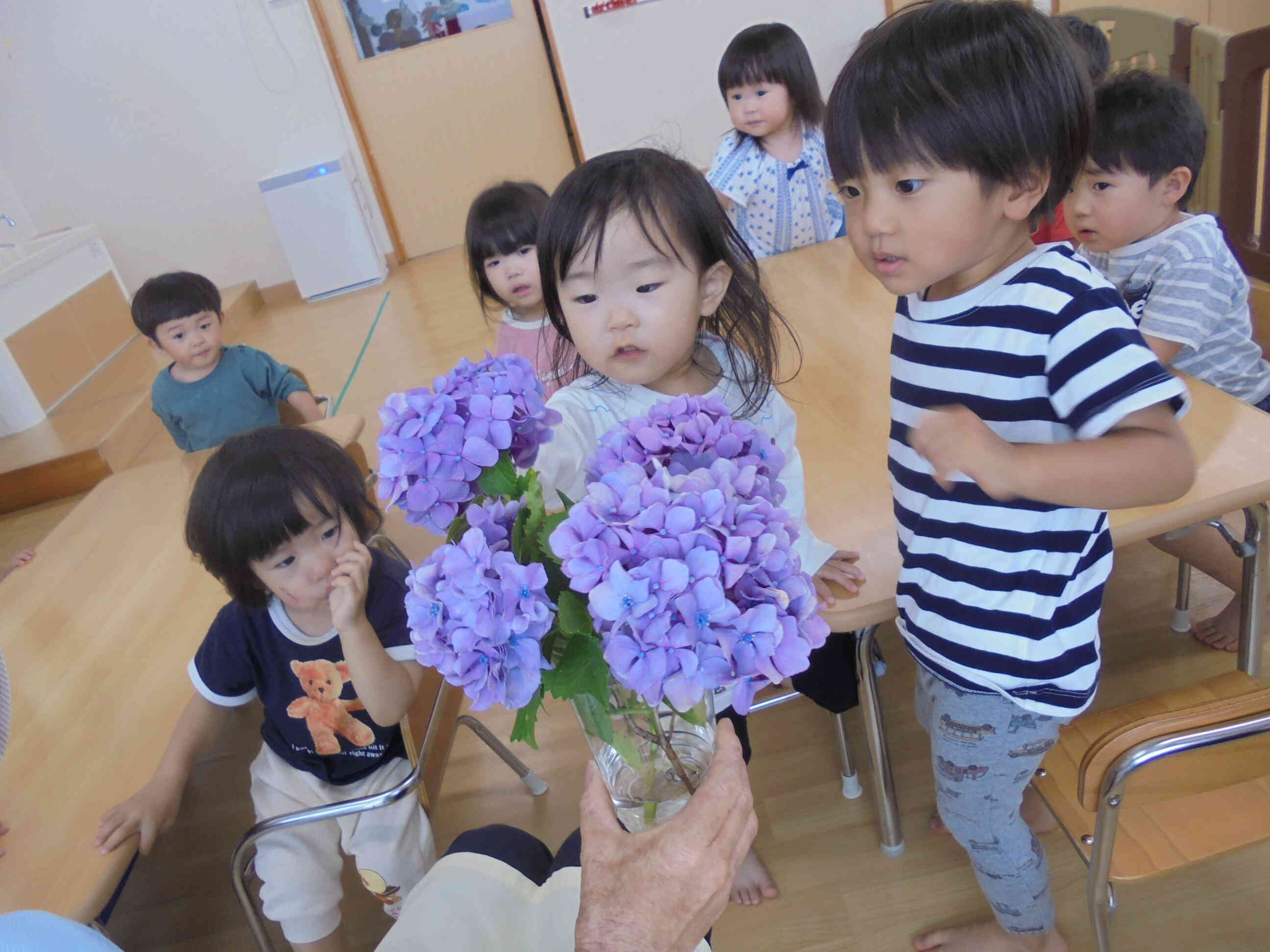 あじさい、きれいーー!
