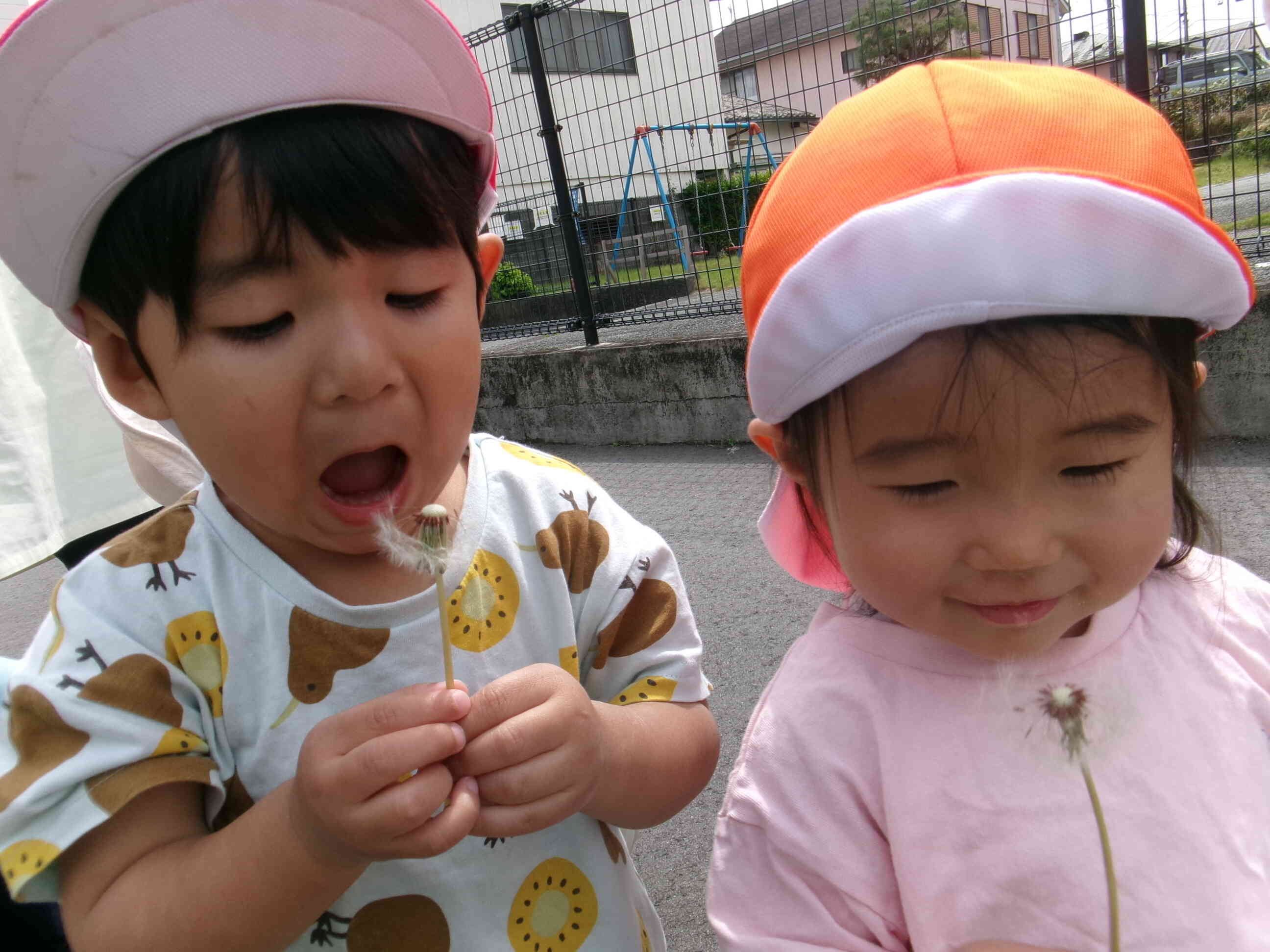 タンポポ綿毛みーつけた！(1.2歳児)