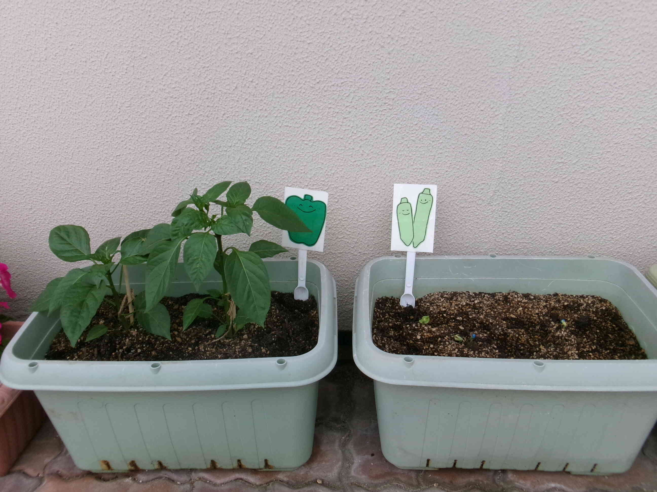 おまけ！食育で植えたオクラから小さな芽がでました！