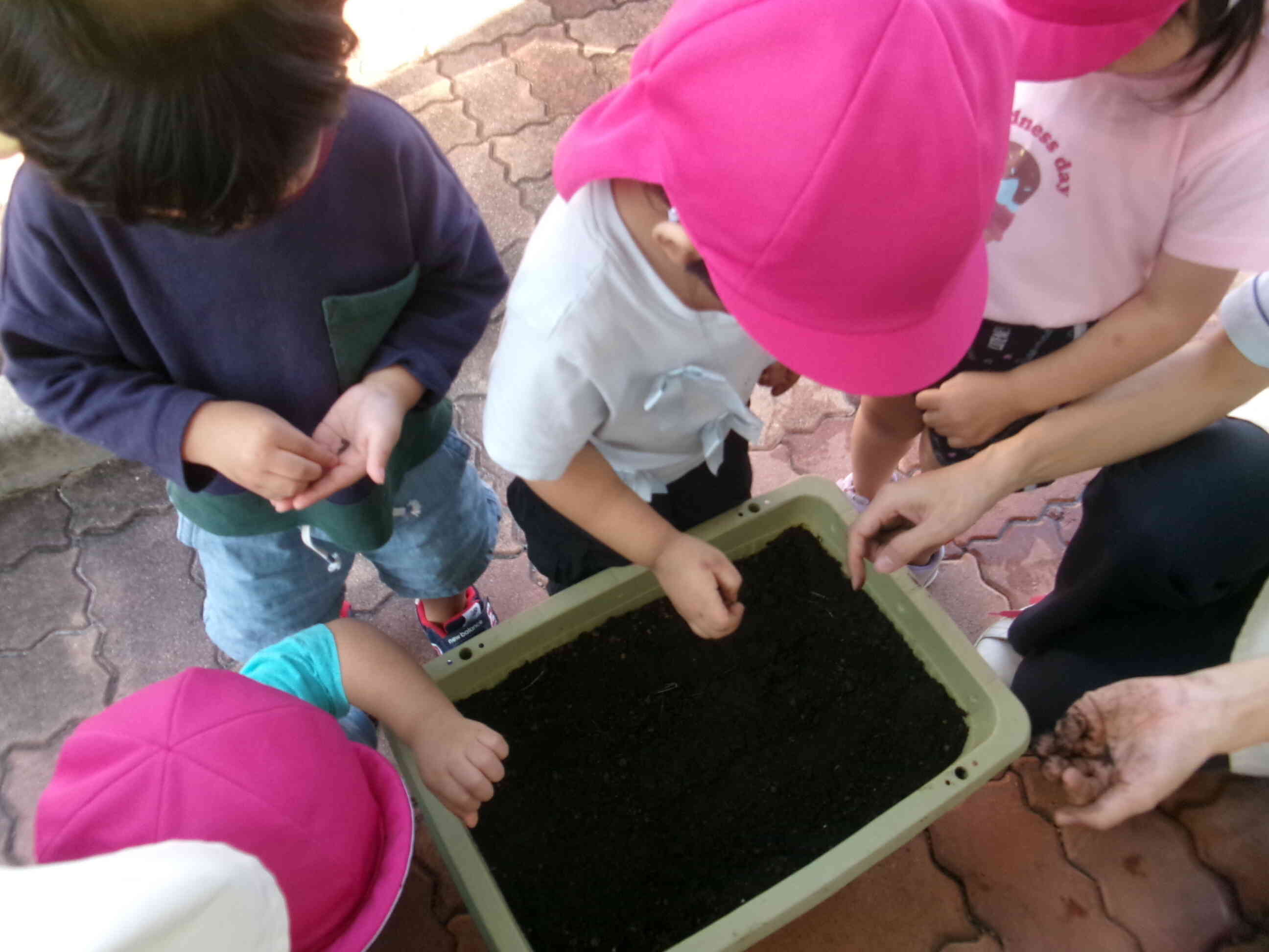 カブとニンジンの種をまきました