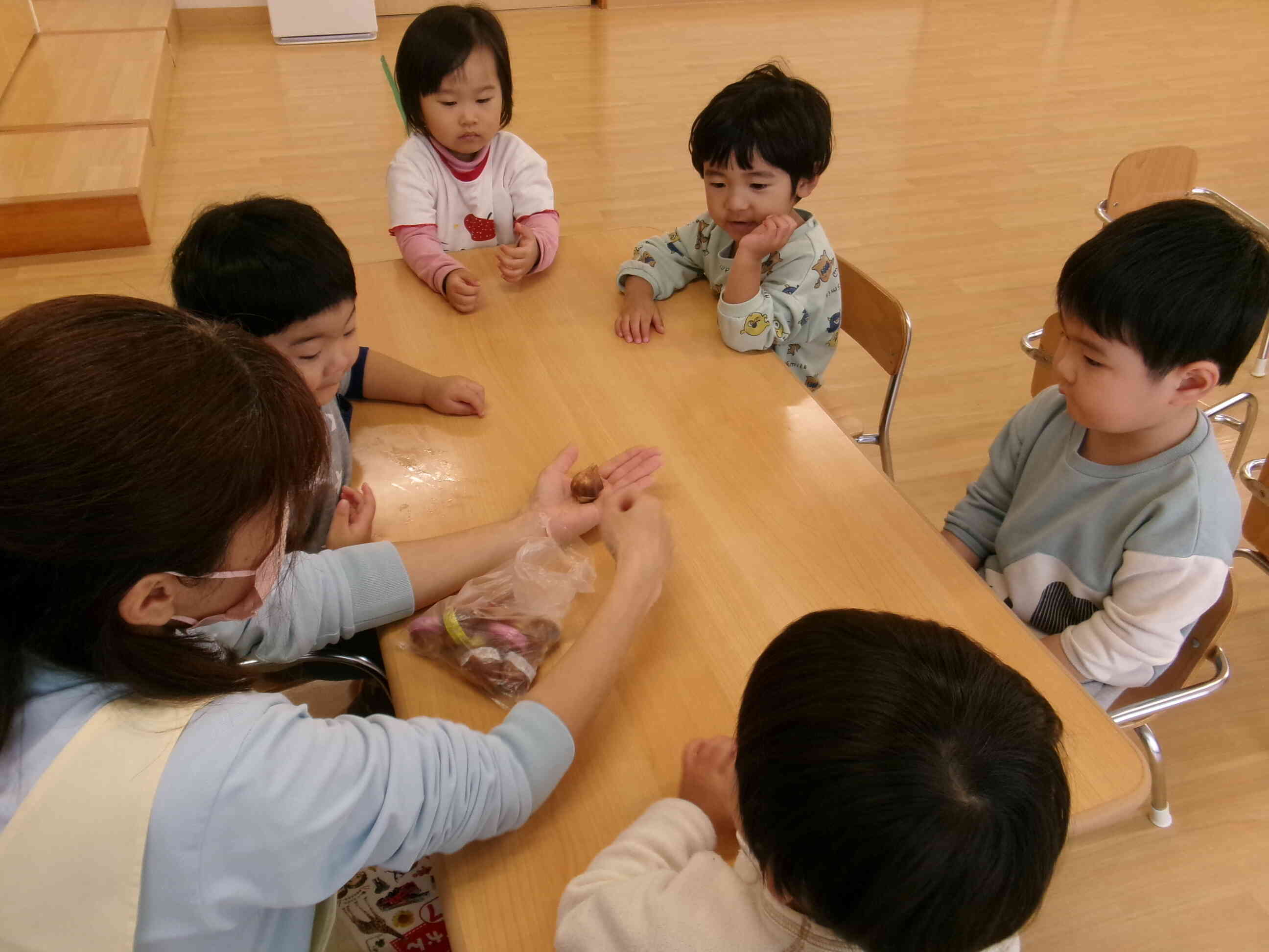 チューリップの球根を植えました