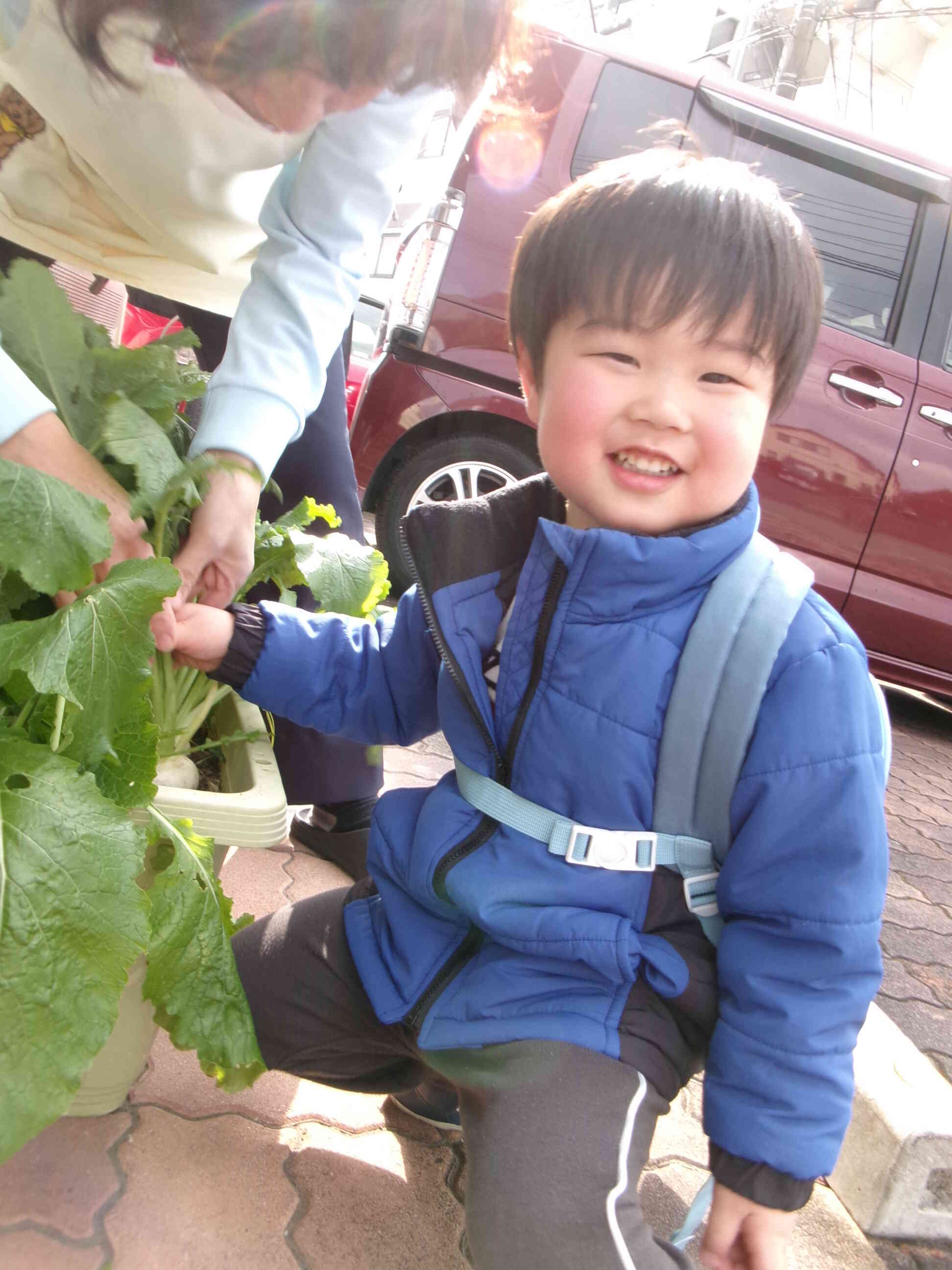 かぶの収穫もしました。