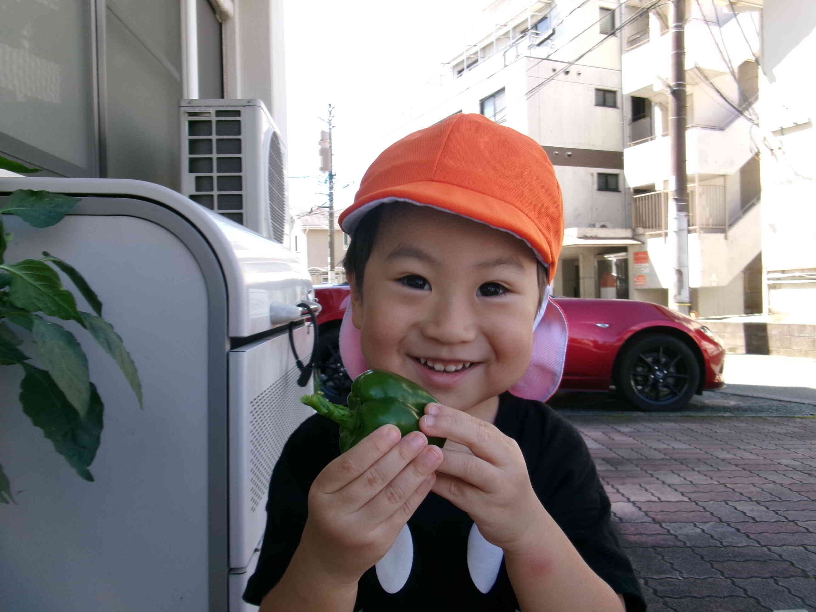 食育　ピーマンを収穫をしたよ！（１,2歳児）