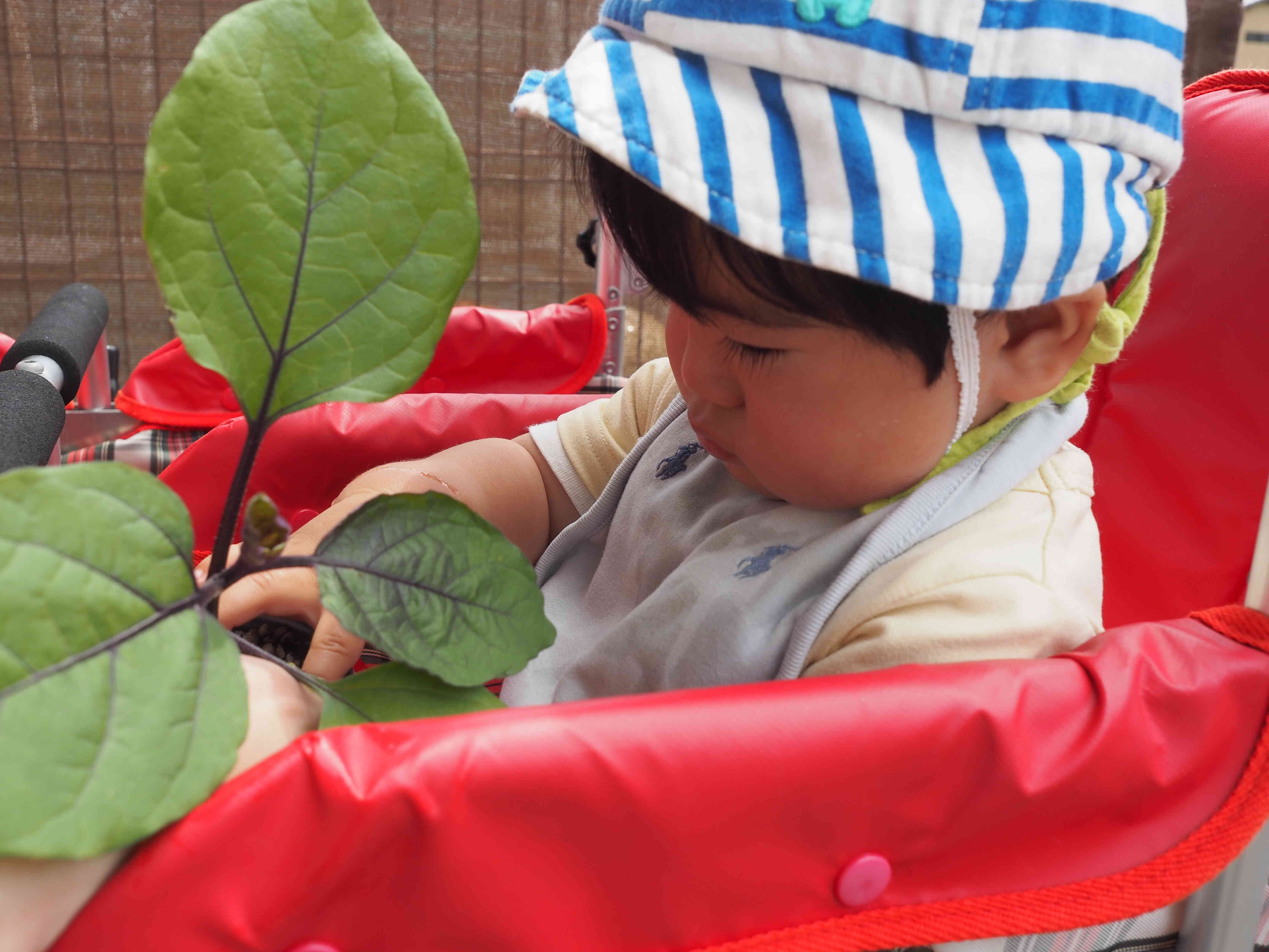 野菜の苗を植えました