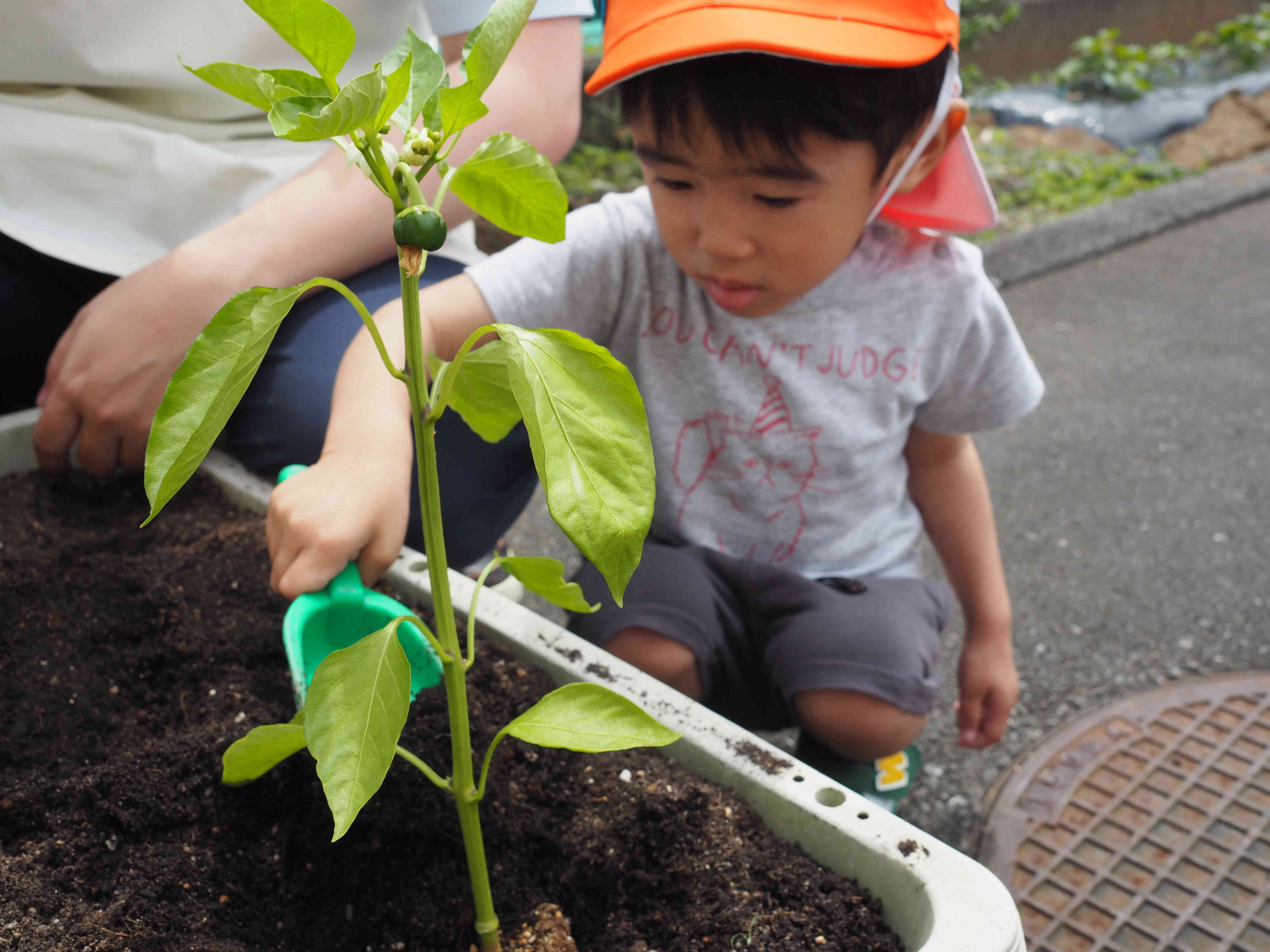 ジャンボピーマンの苗も植えました