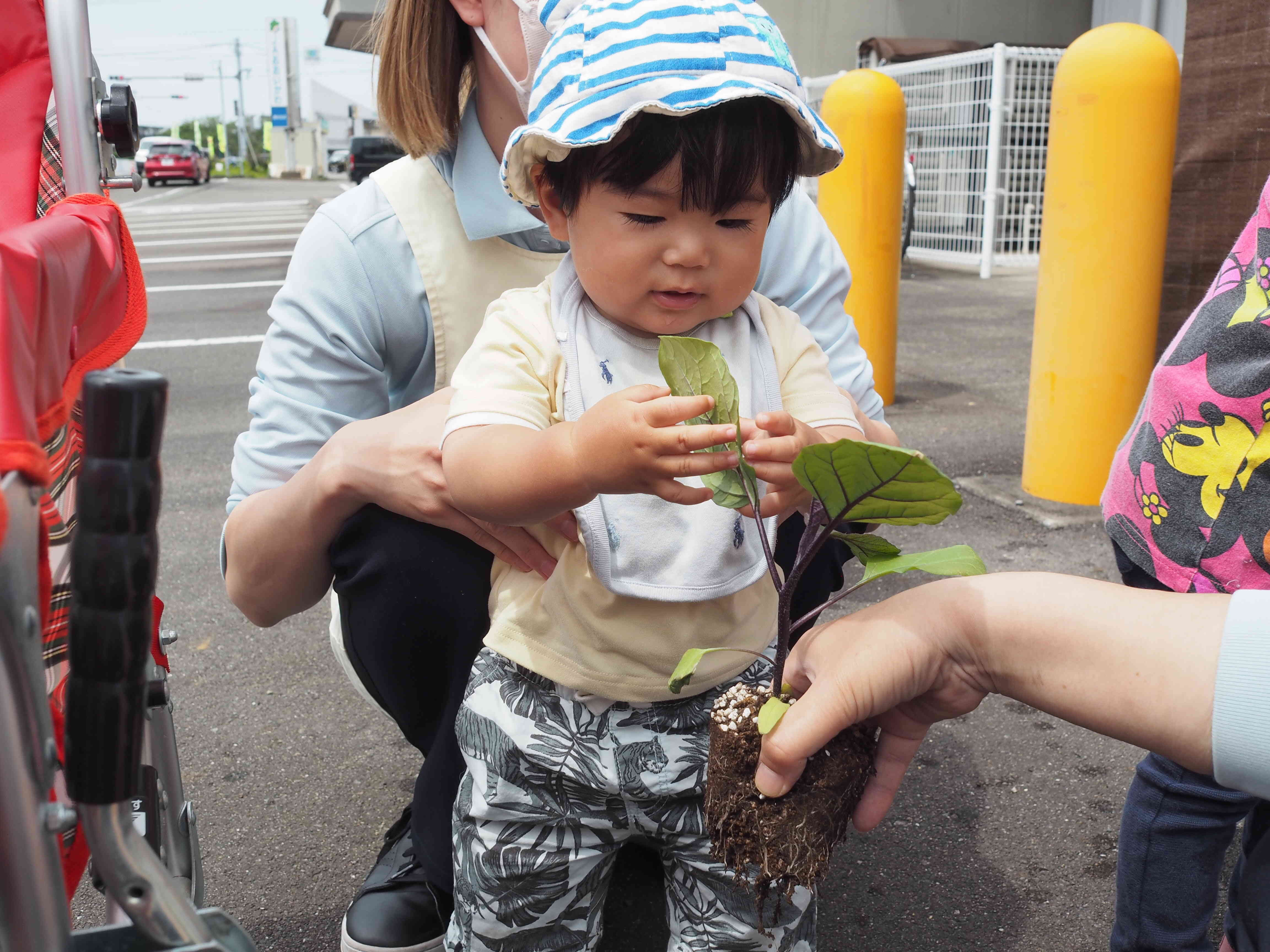 なすの葉っぱって、こんなに大きいんだ！