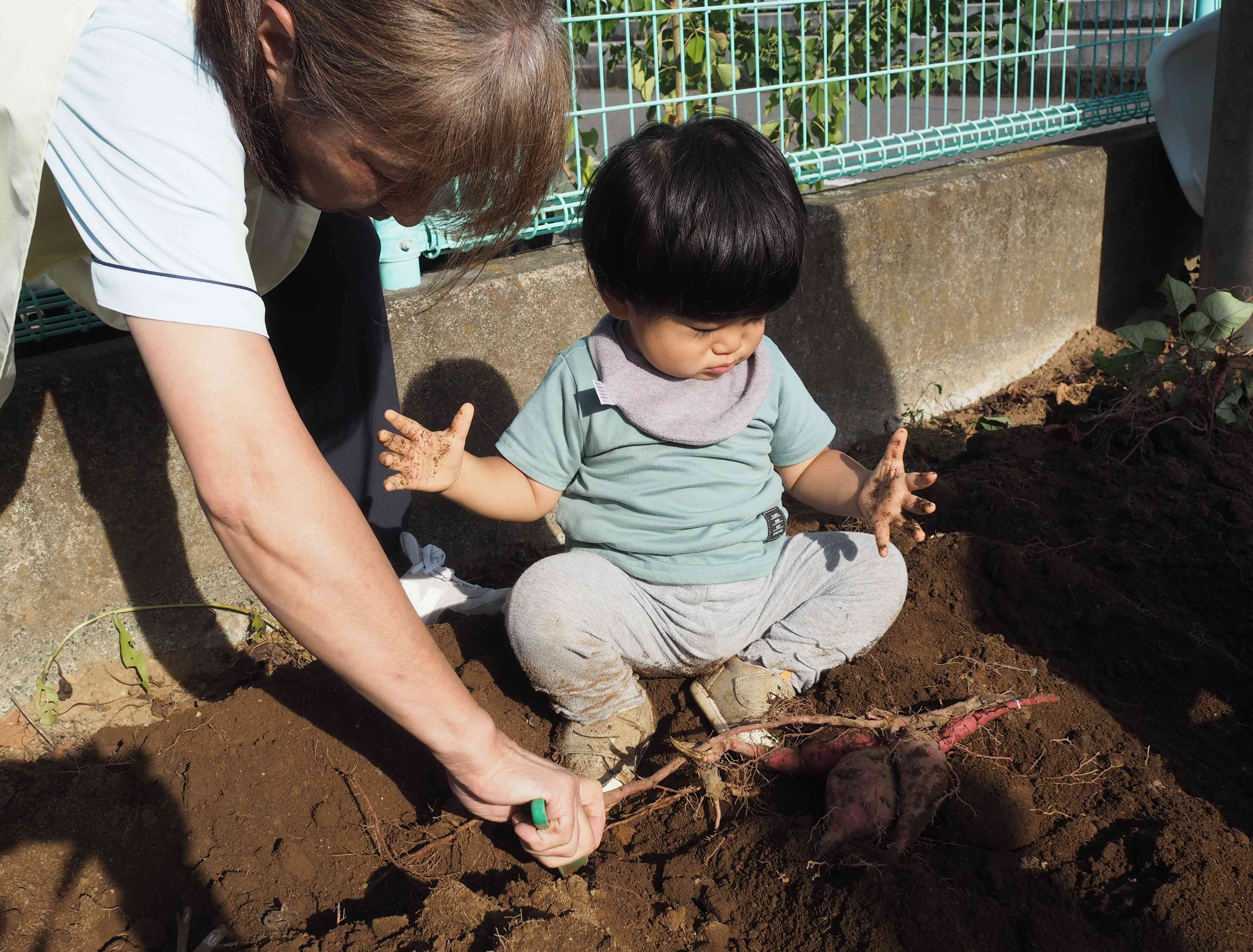 初めてのお芋掘り