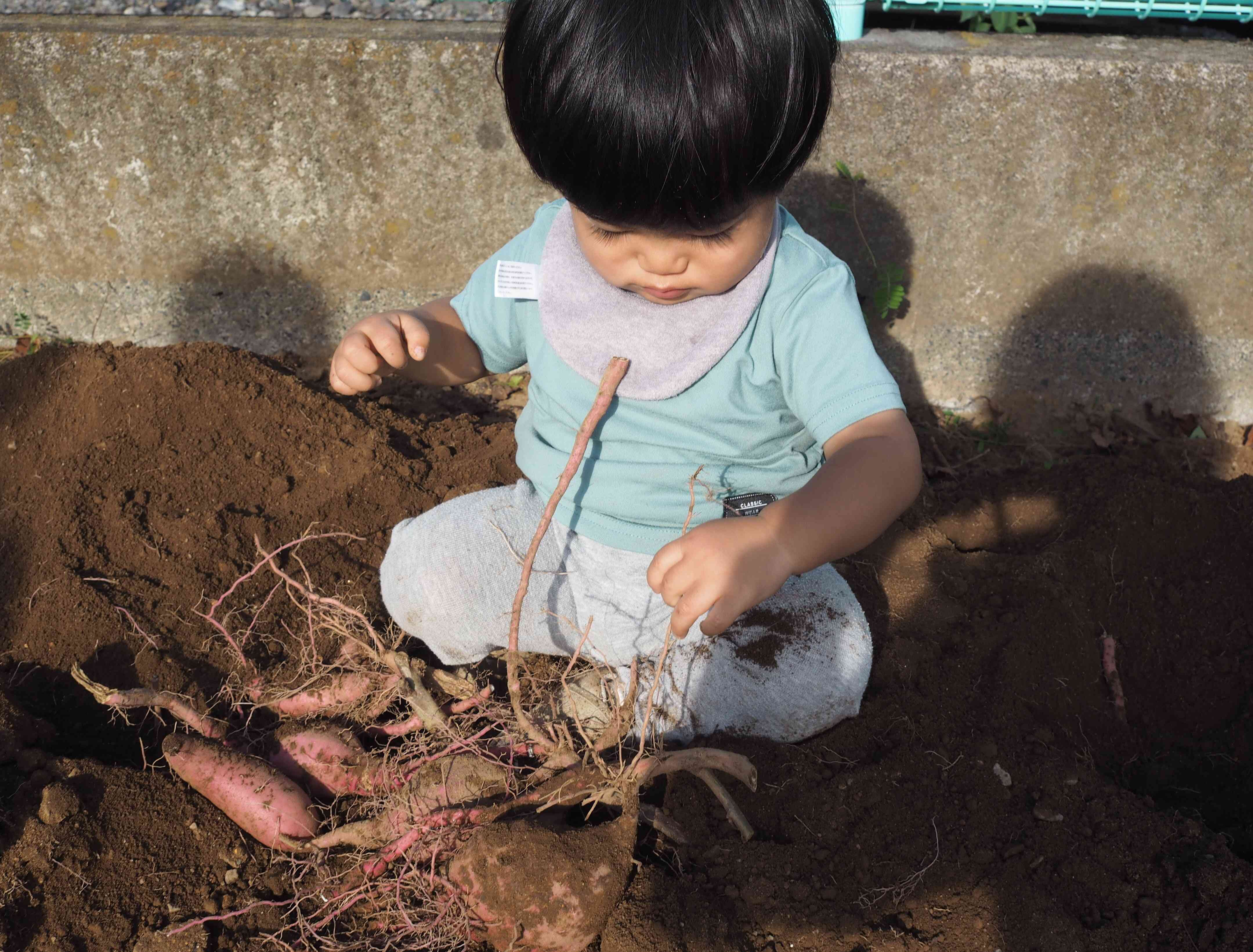 さつまいも掘り